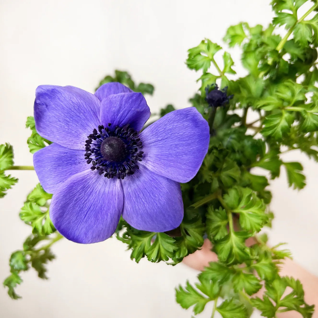 Anemone Coronaria /viola