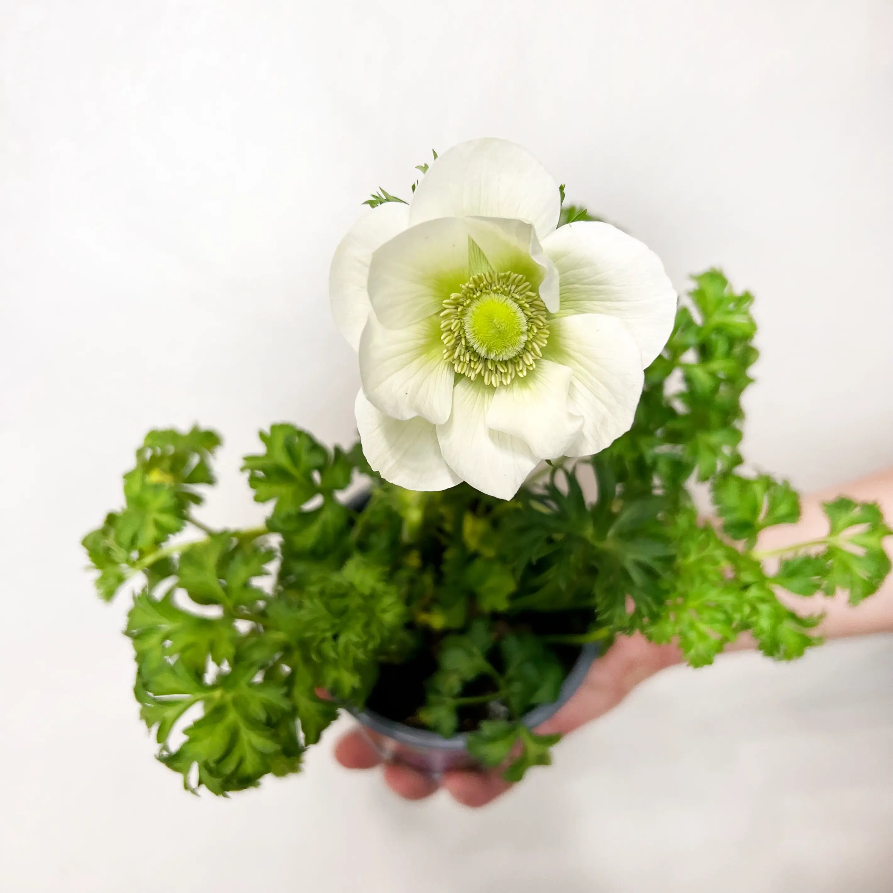 Anemone Coronaria /bianco