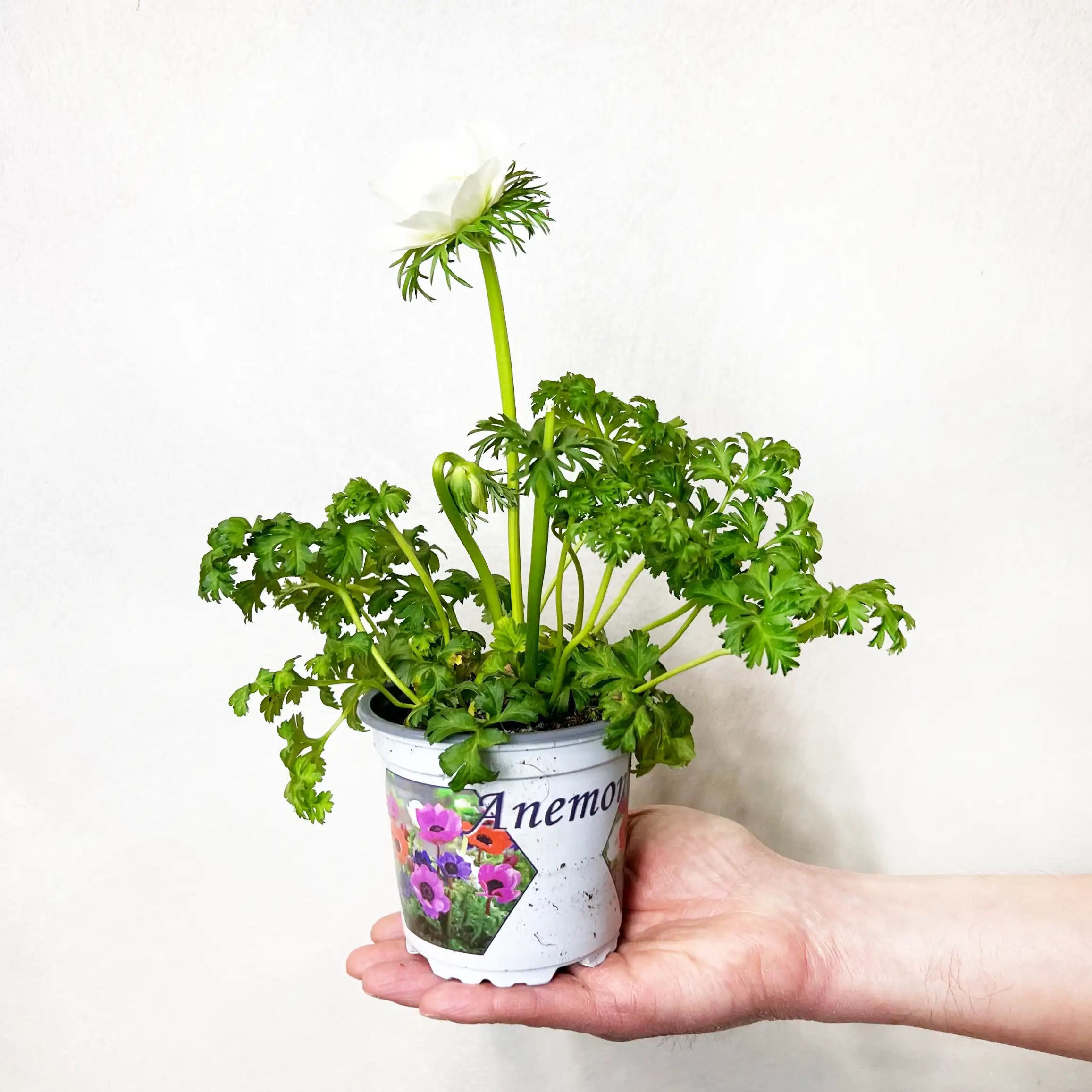 Anemone Coronaria /bianco