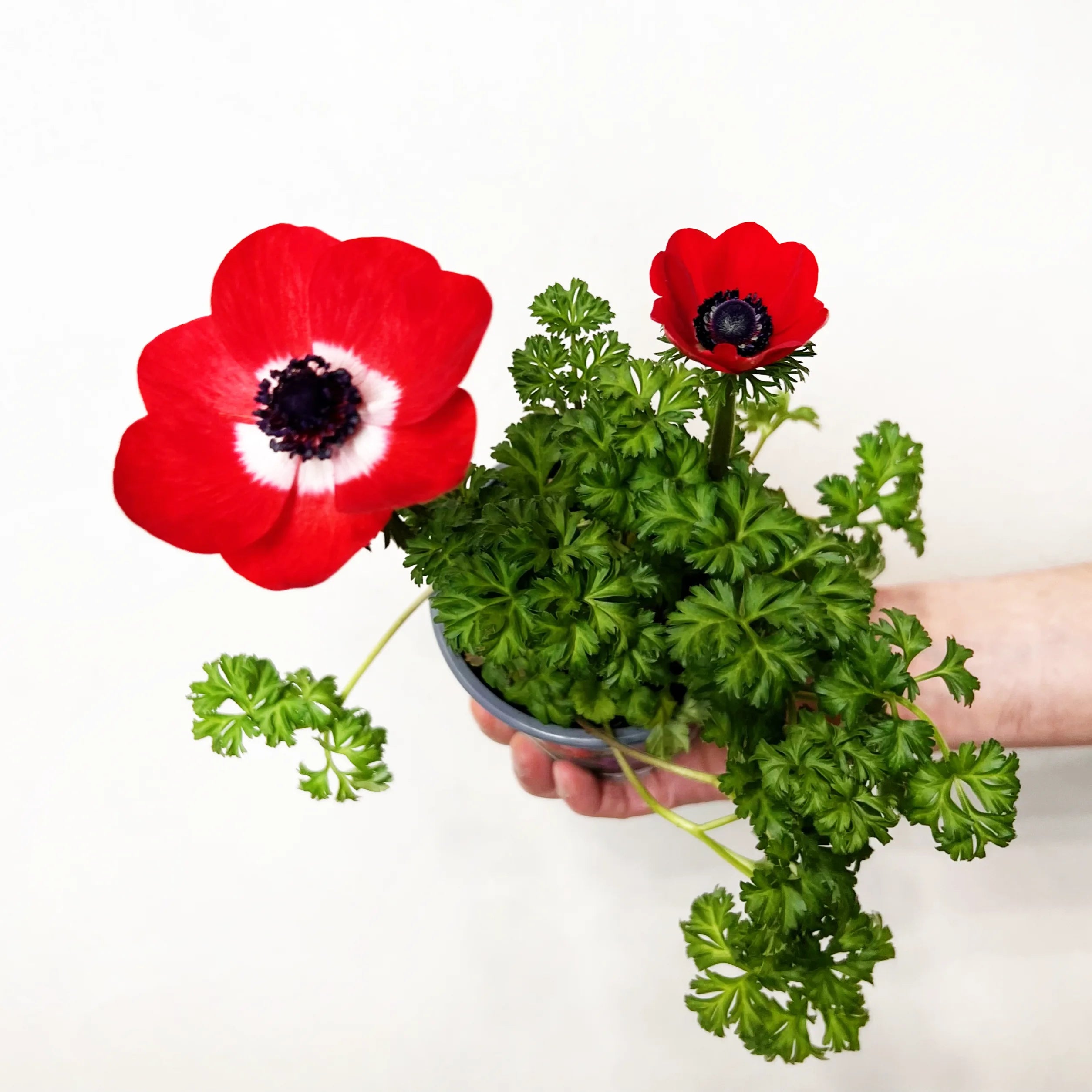 Anemone Coronaria /rosso