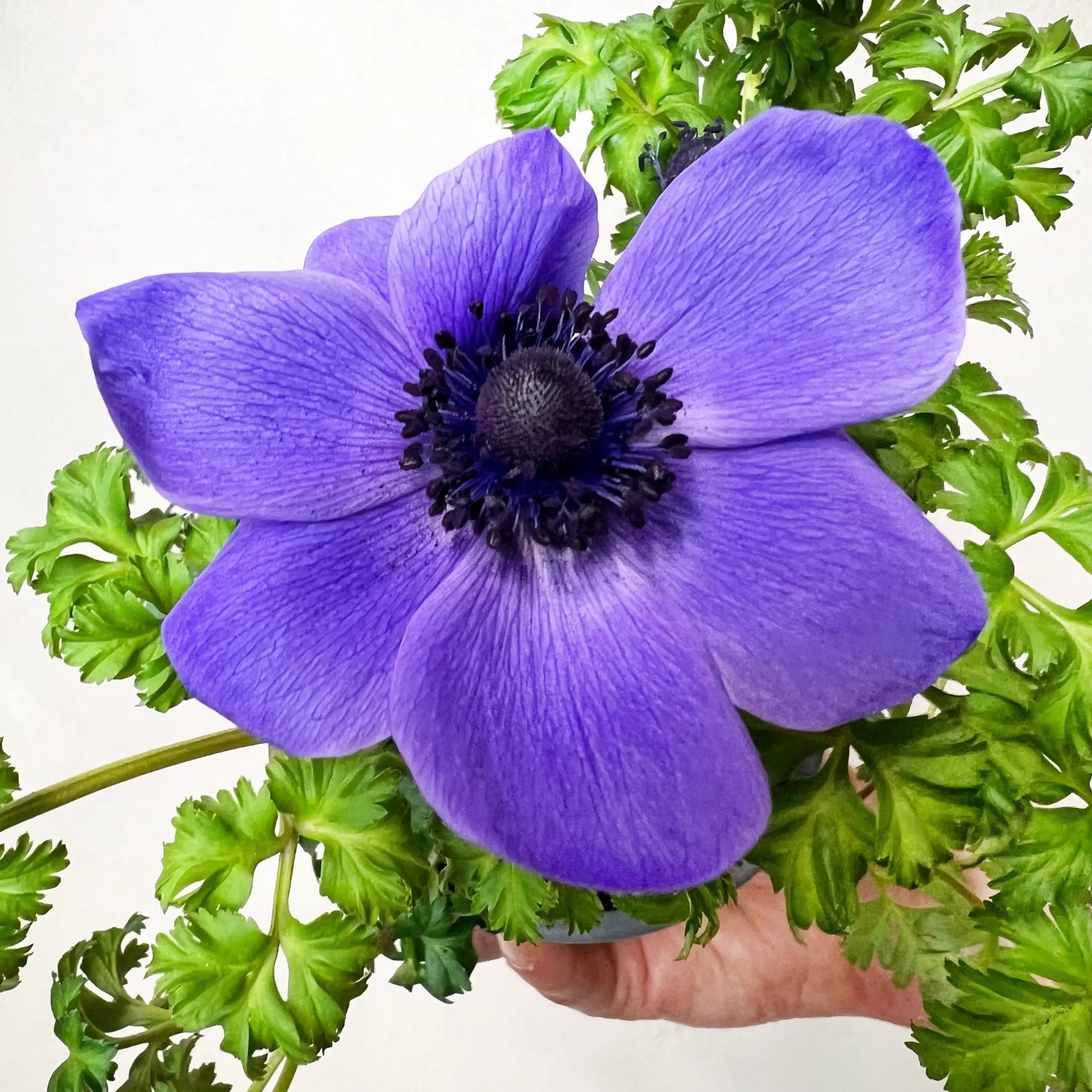 Anemone Coronaria /viola