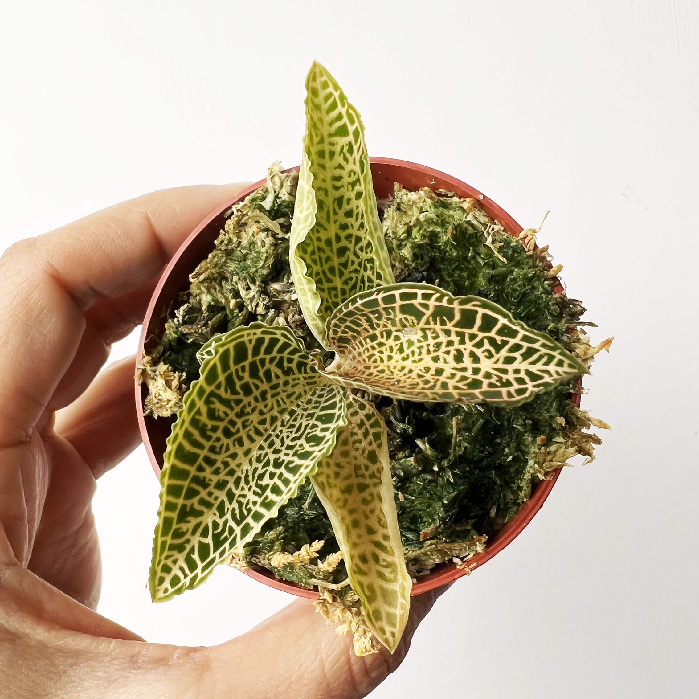 Anoectochilus roxburghii white gold