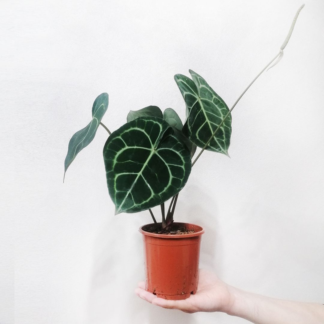 Anthurium Clarinervium