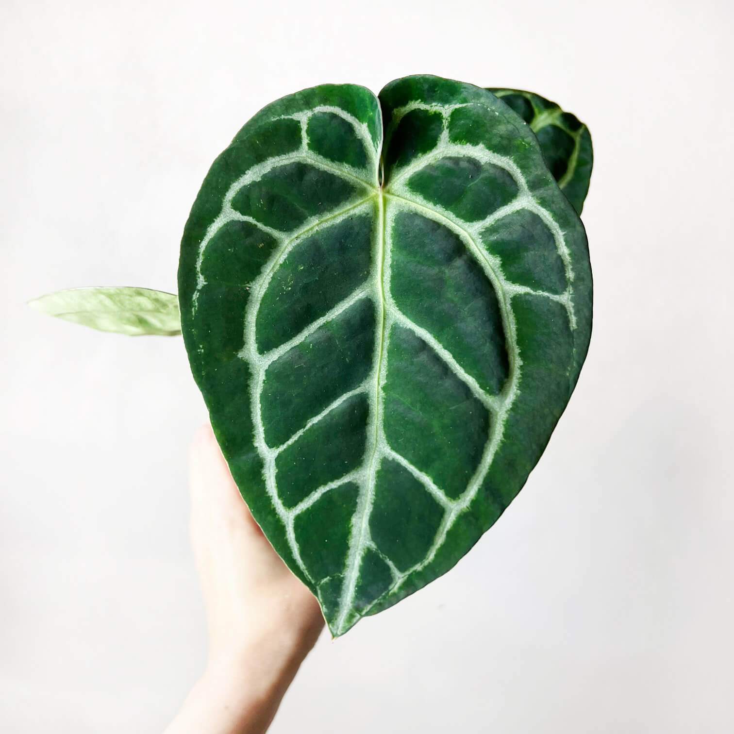 Anthurium Crystallinum