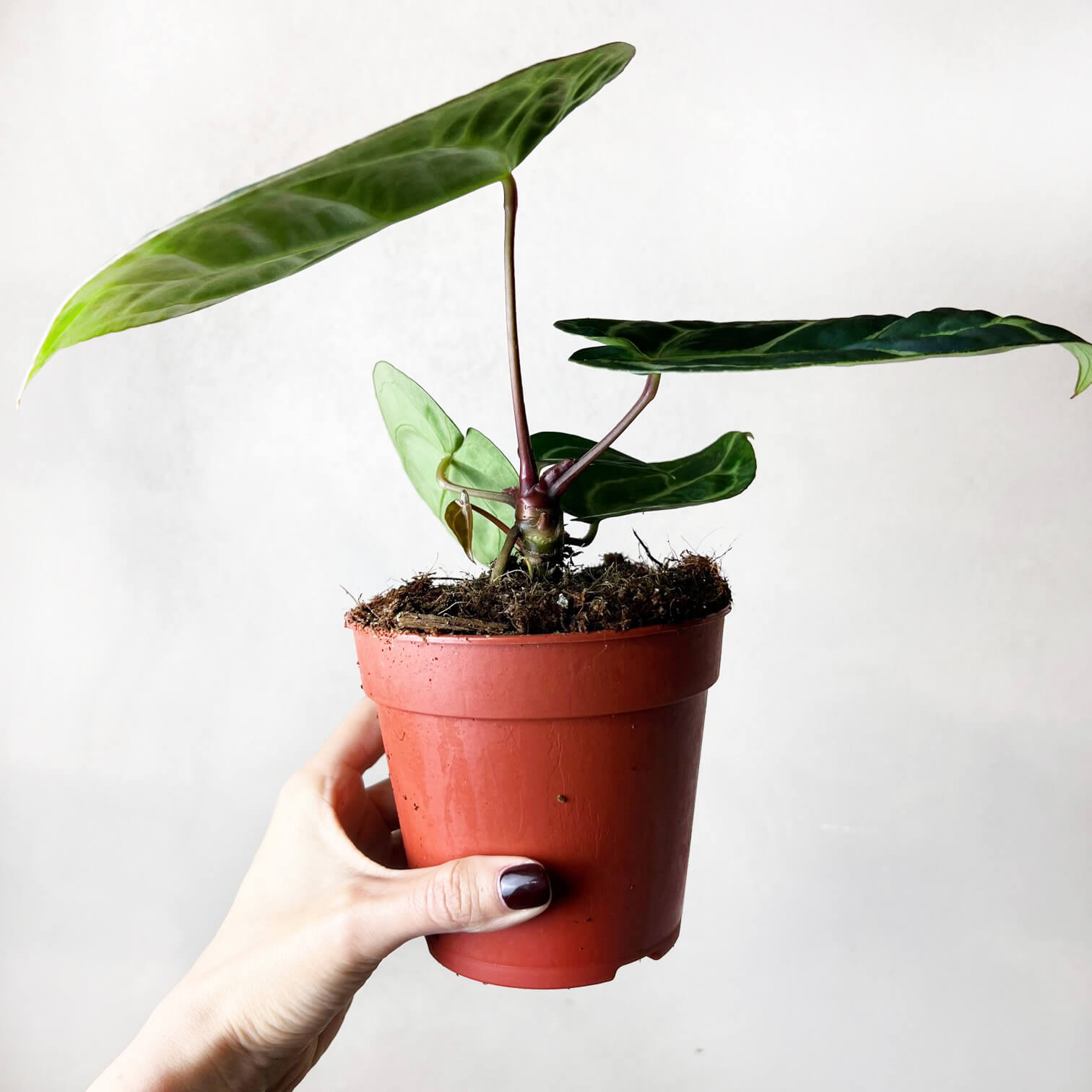 Anthurium Crystallinum