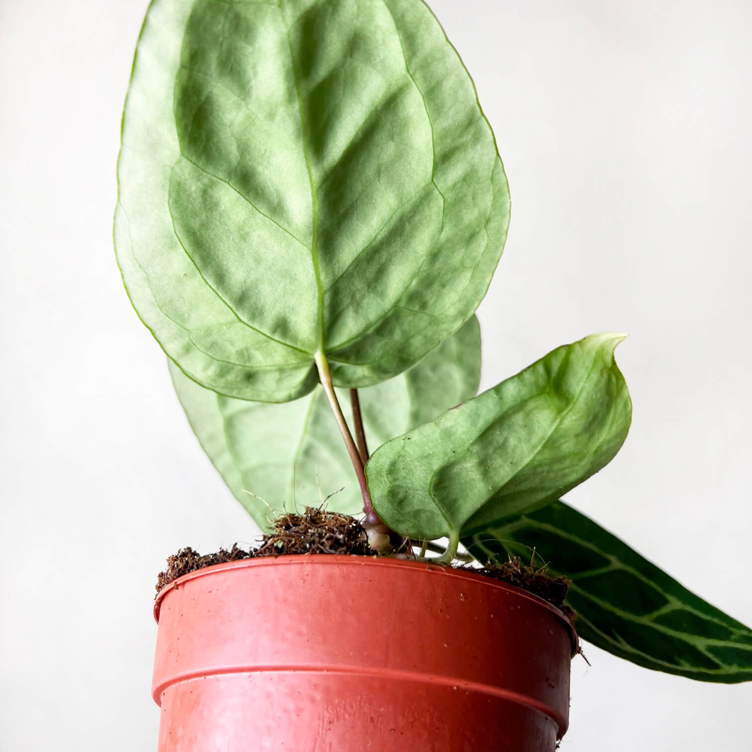Anthurium Crystallinum