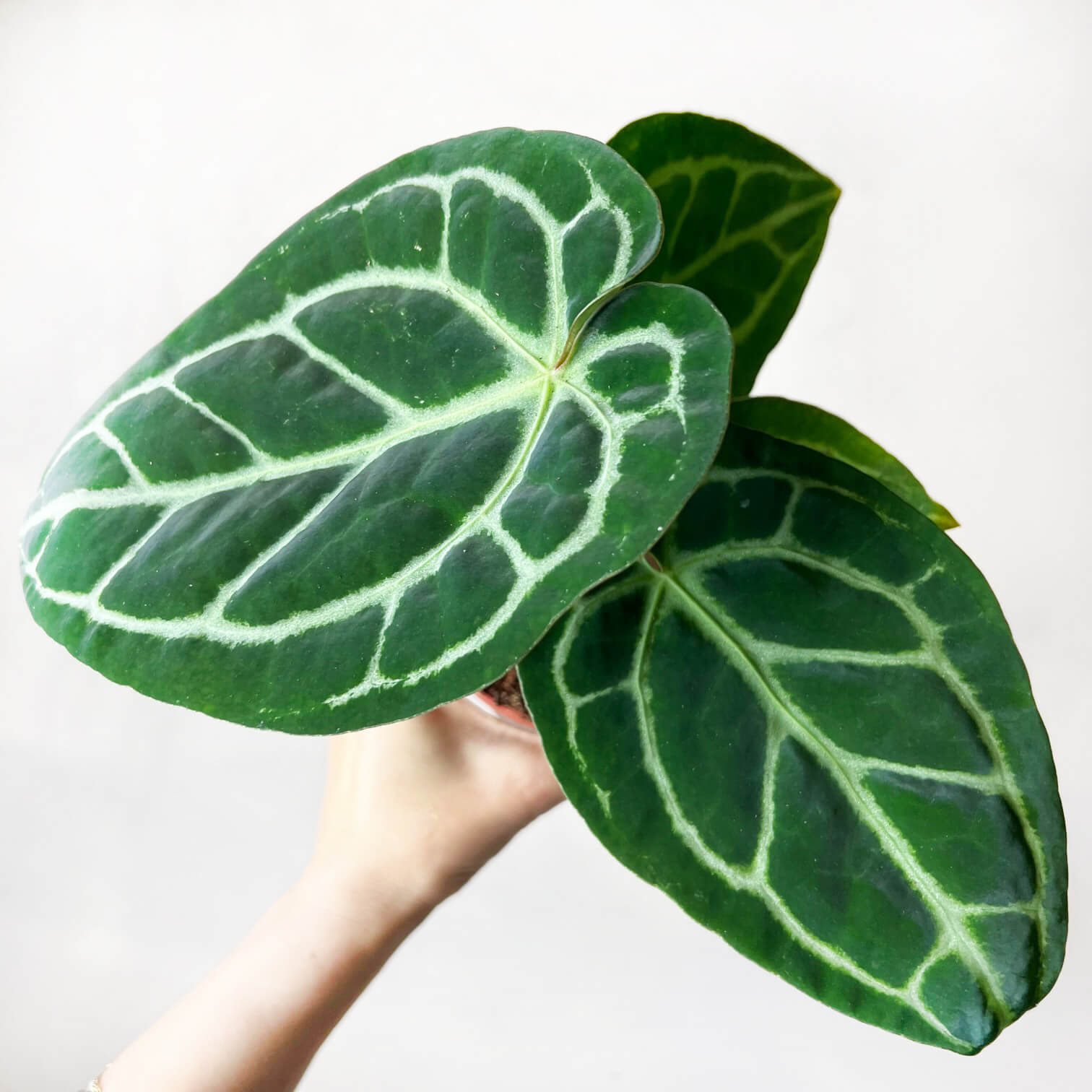 Anthurium Crystallinum