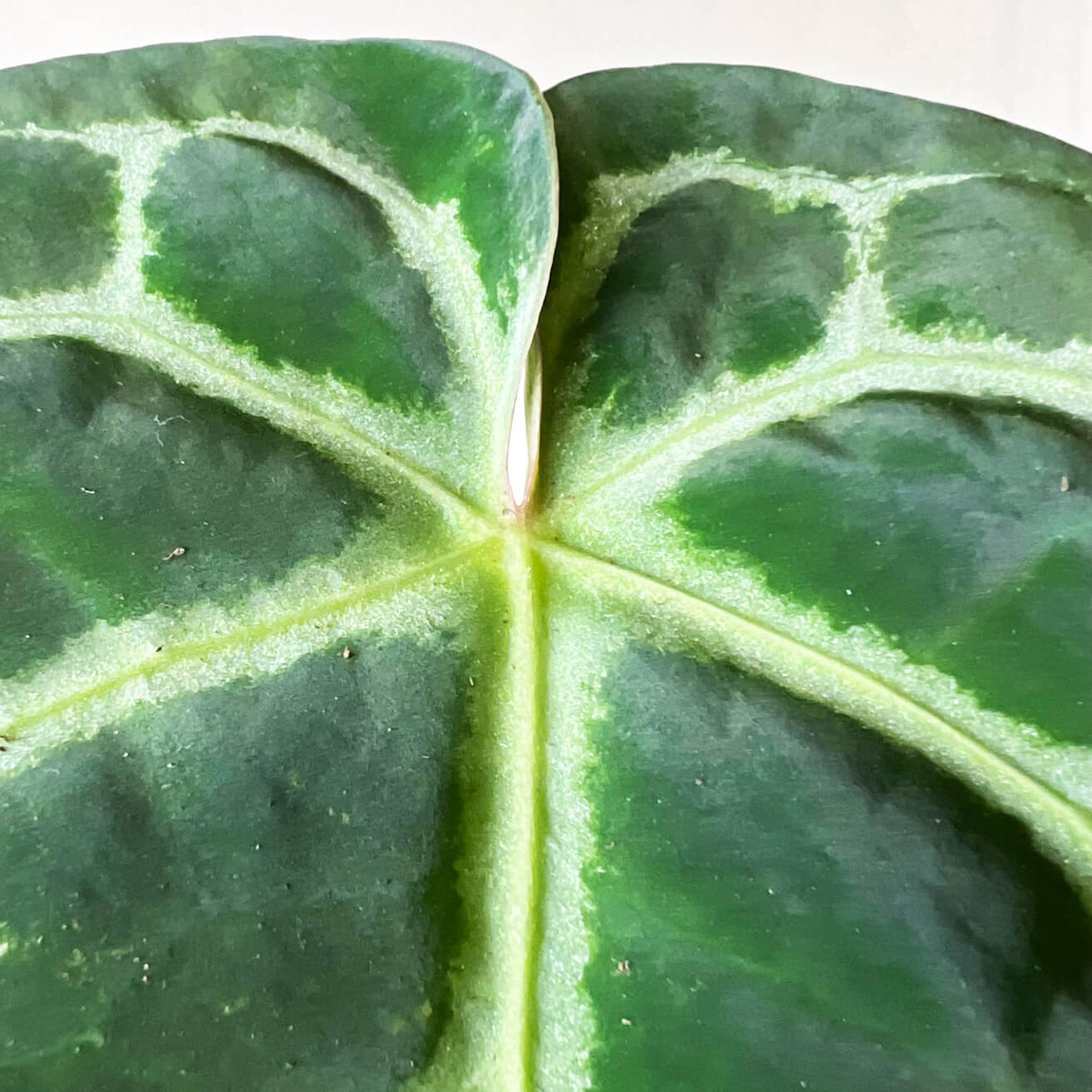 Anthurium Crystallinum