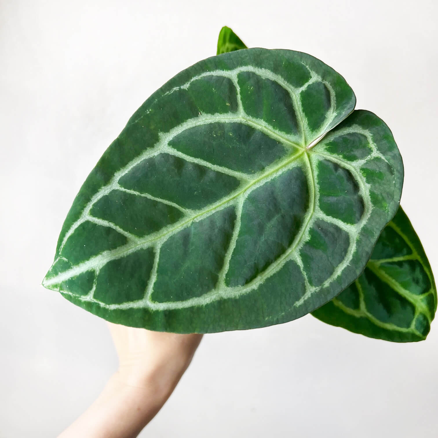 Anthurium Crystallinum