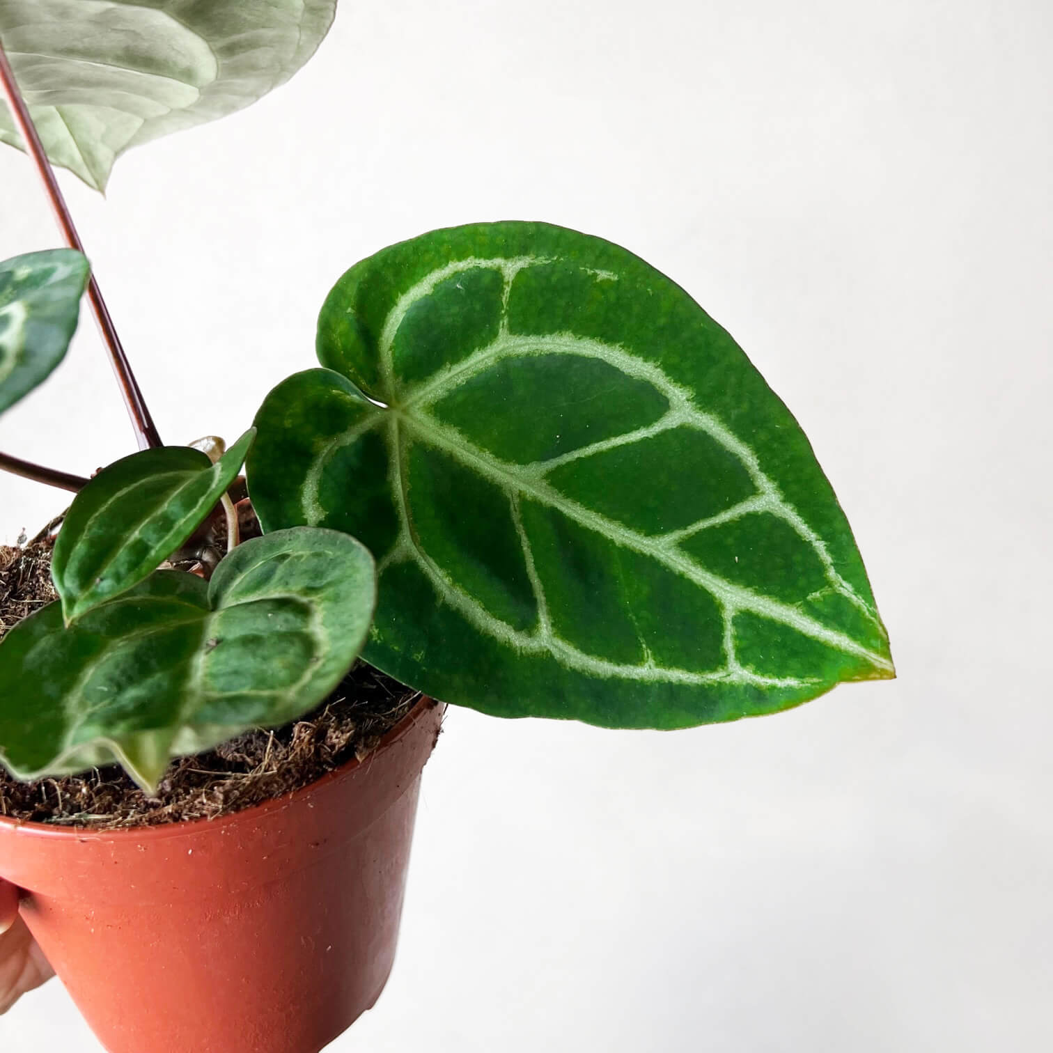 Anthurium Crystallinum