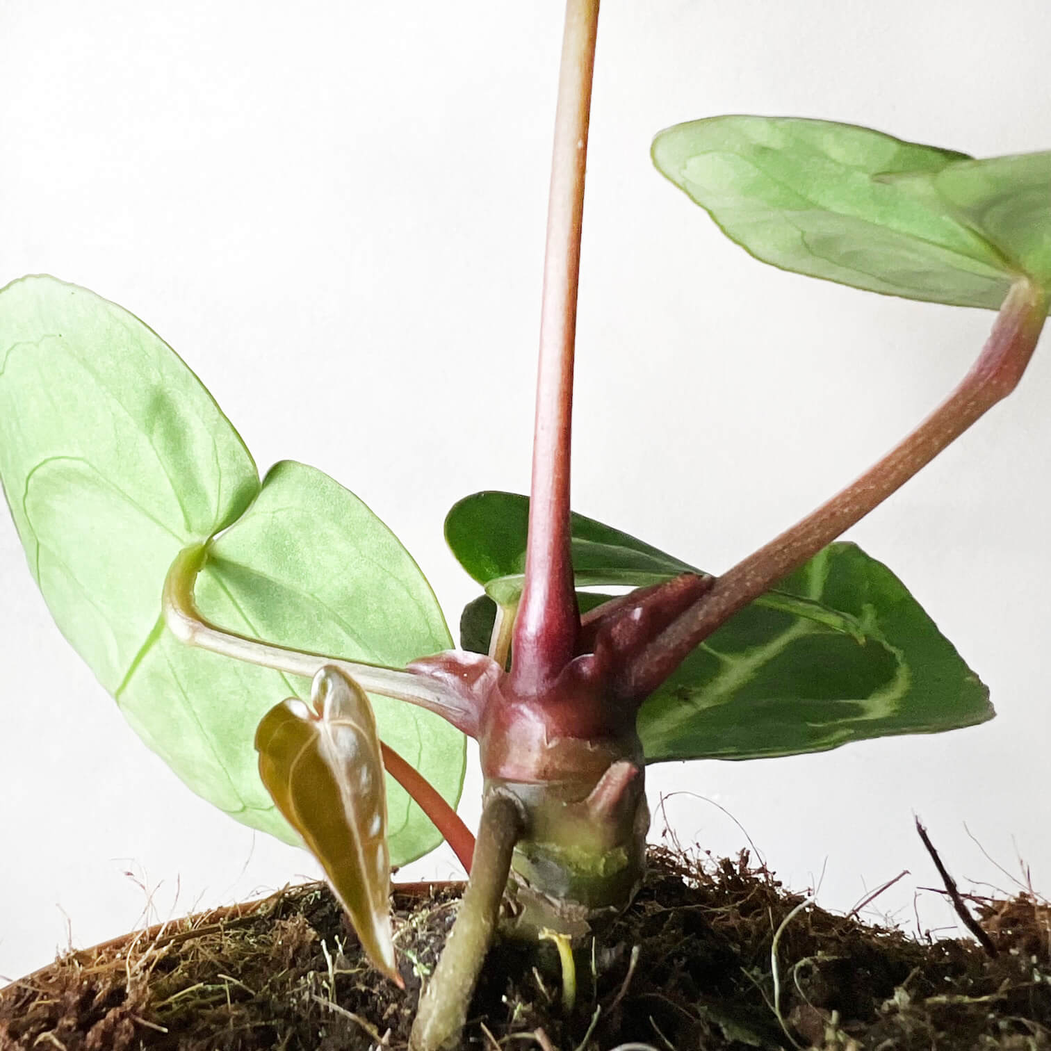 Anthurium Crystallinum