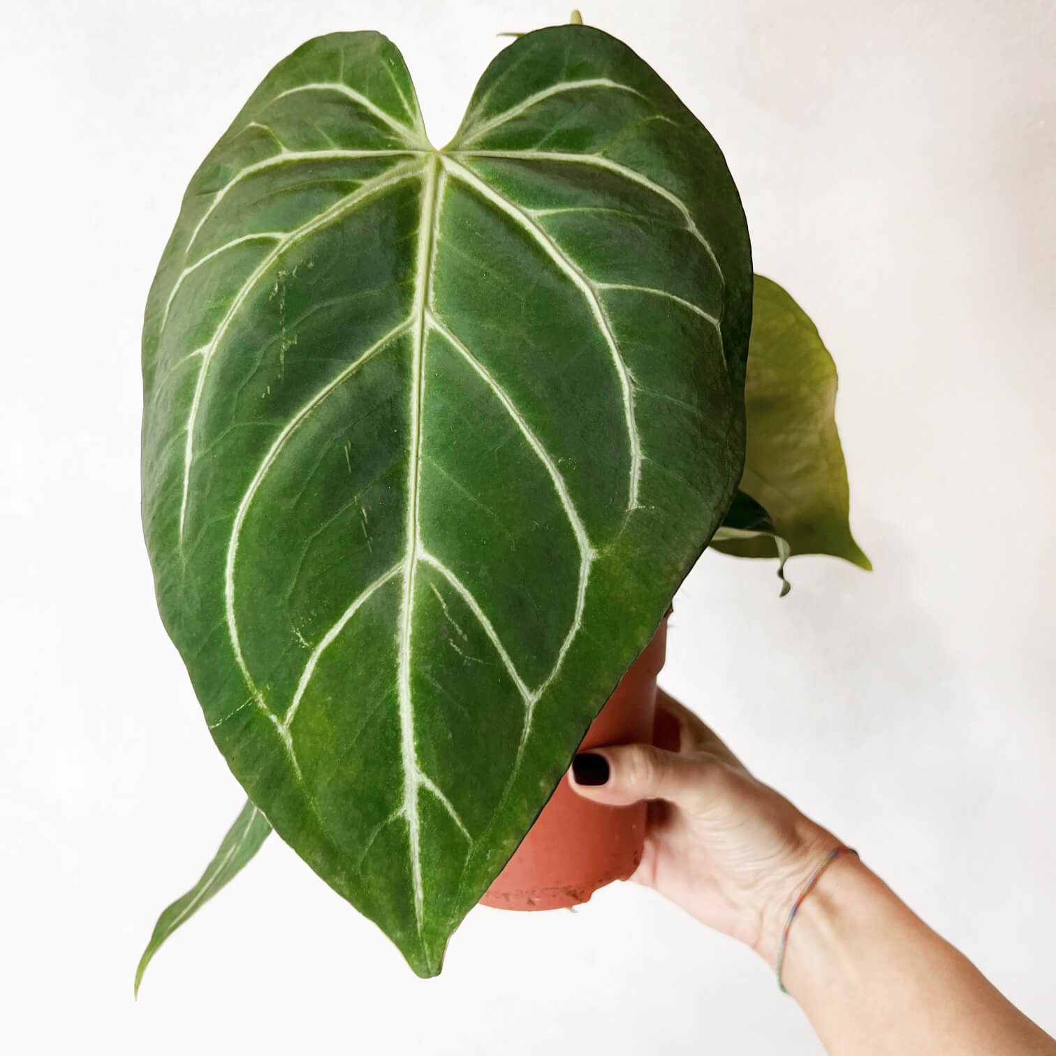 Anthurium Magnificum