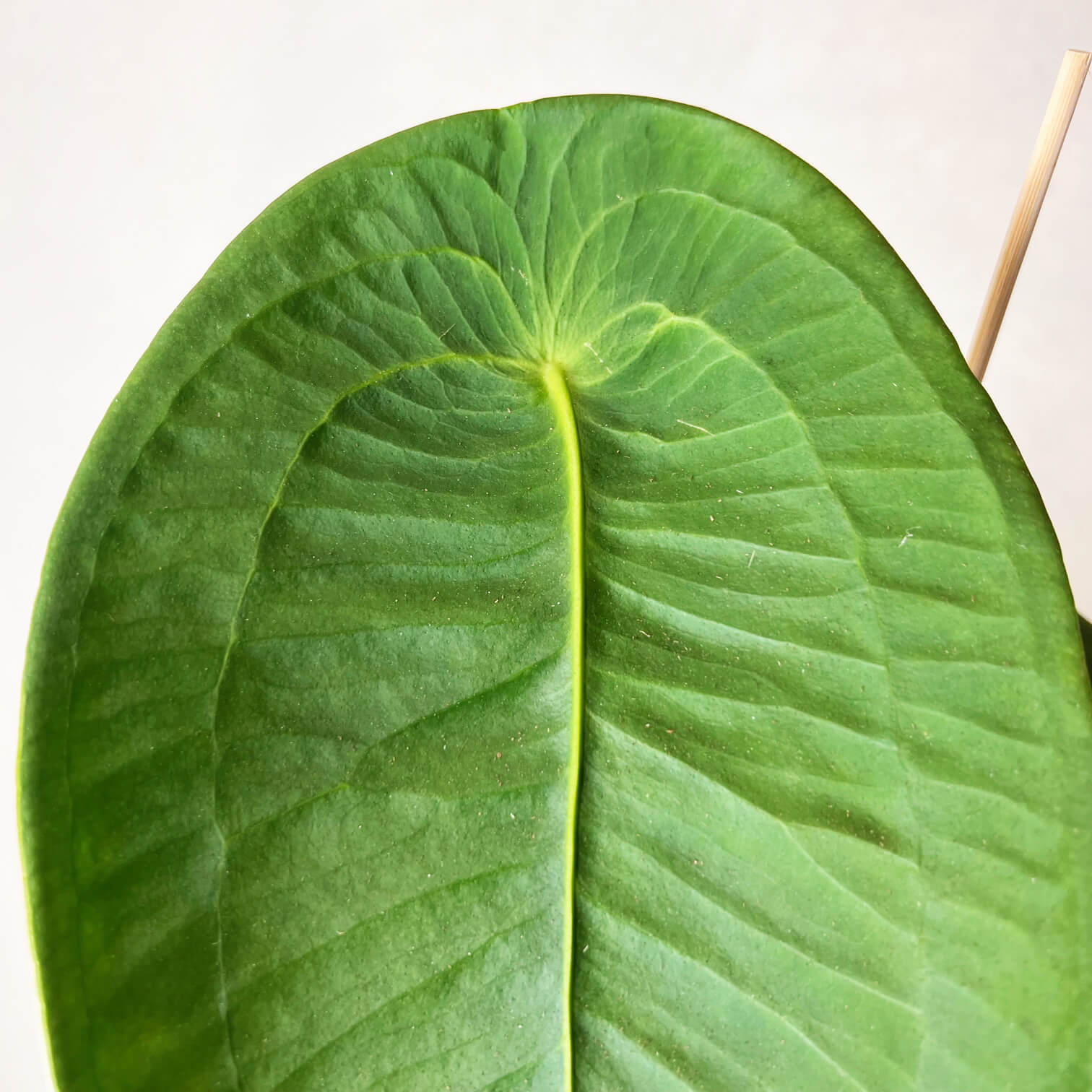 Anthurium Peltigerum