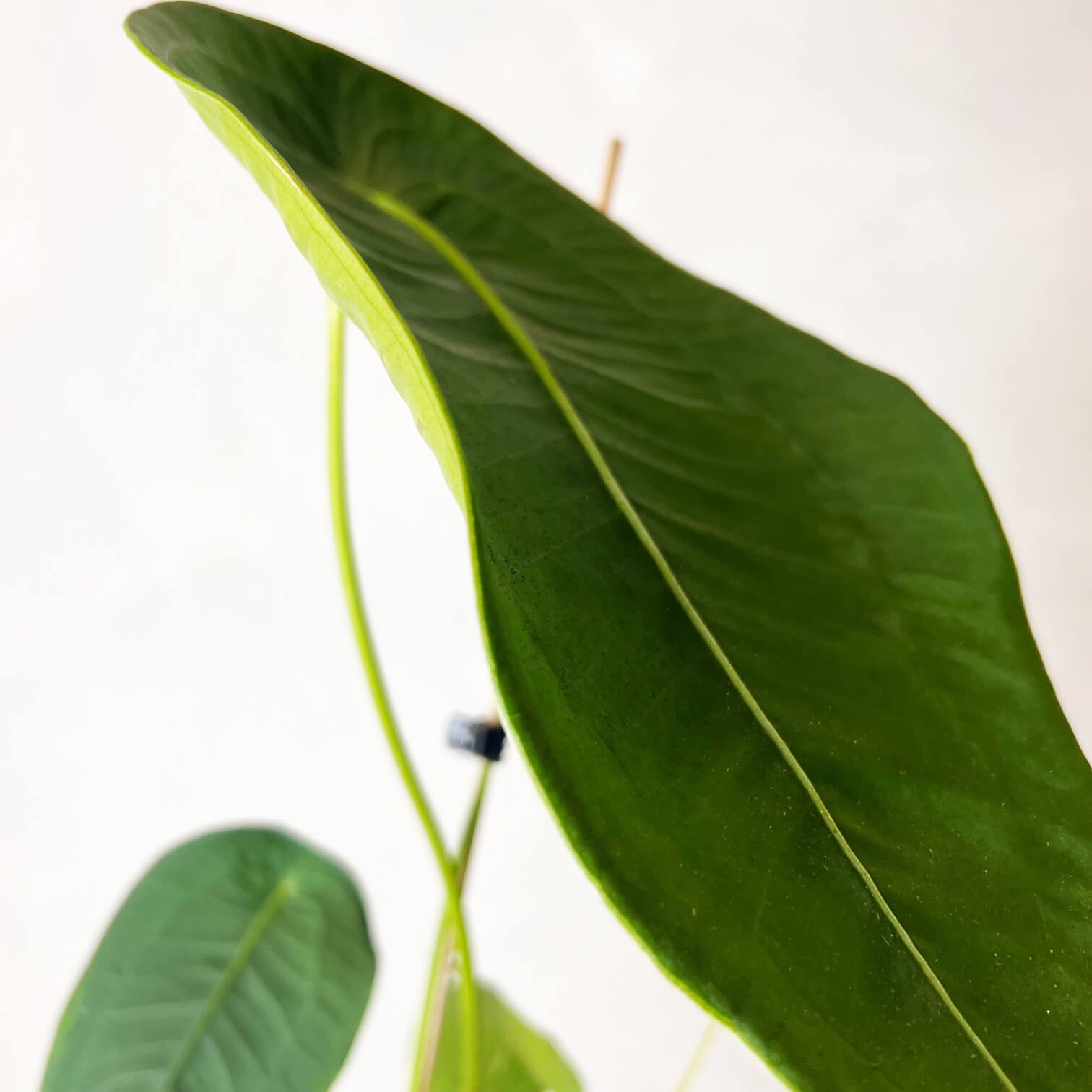 Anthurium Peltigerum