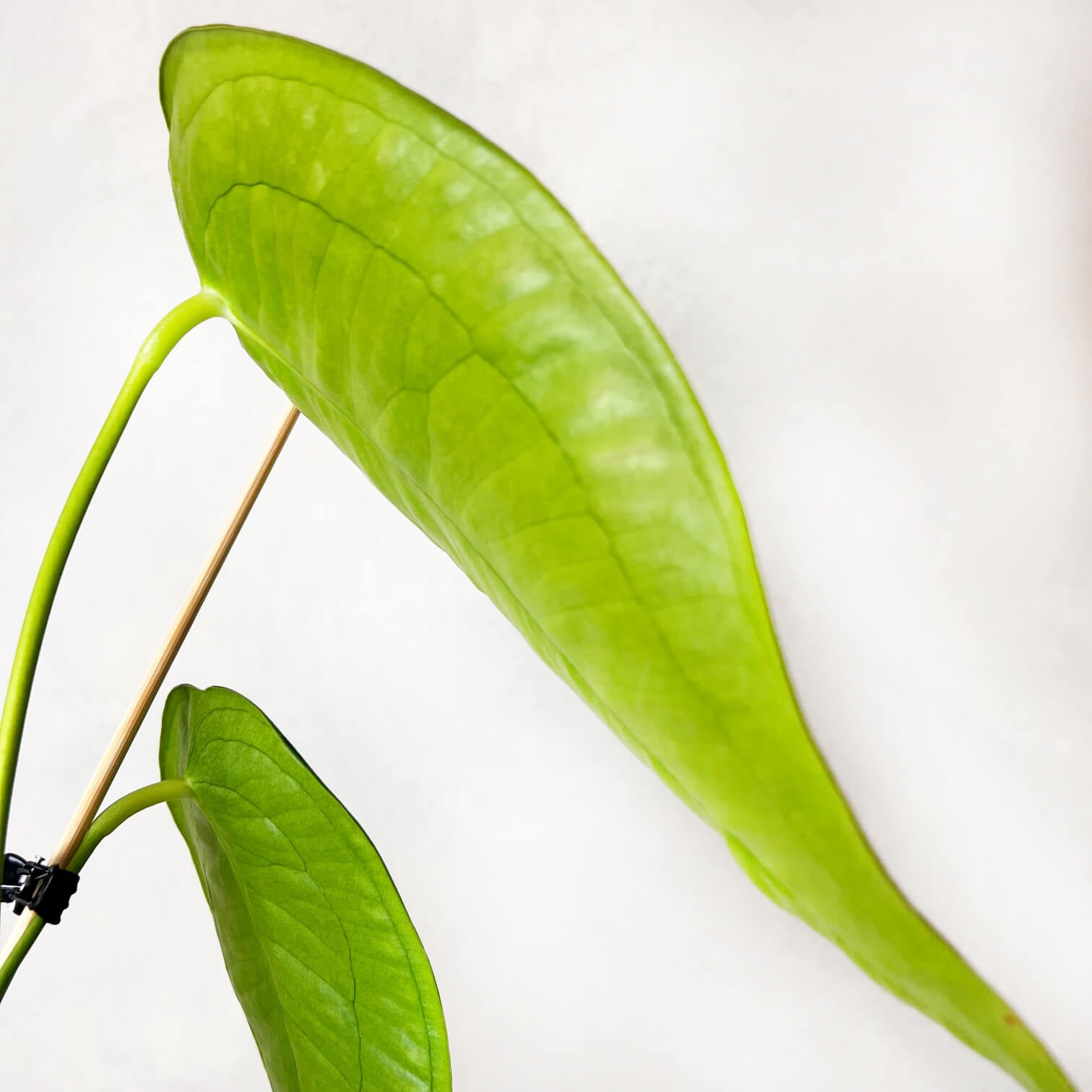 Anthurium Peltigerum