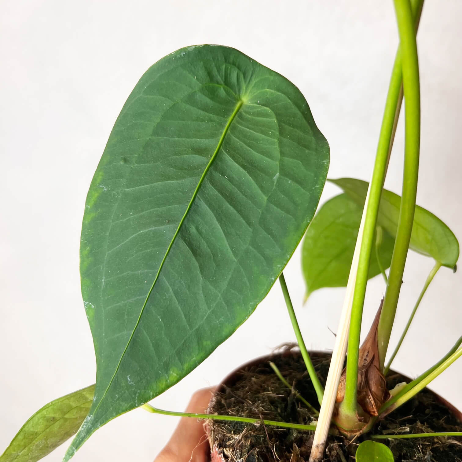 Anthurium Peltigerum