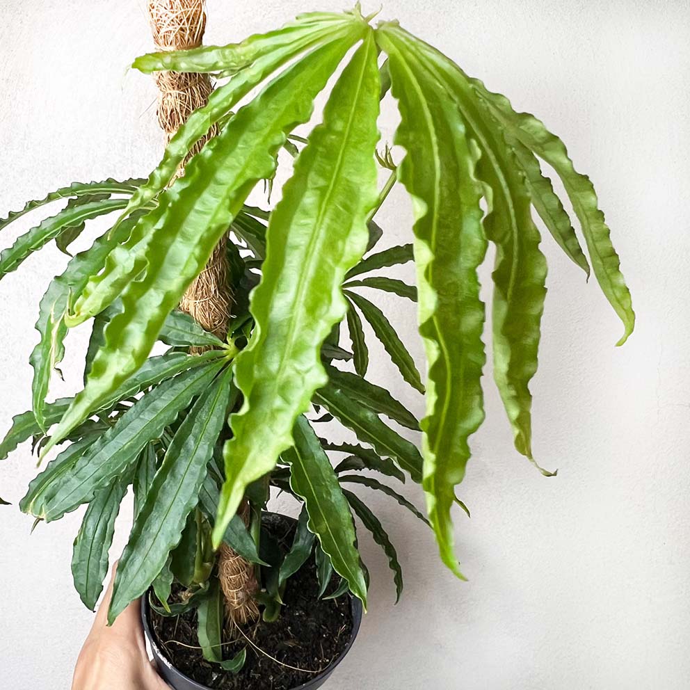 Anthurium Polyschistum