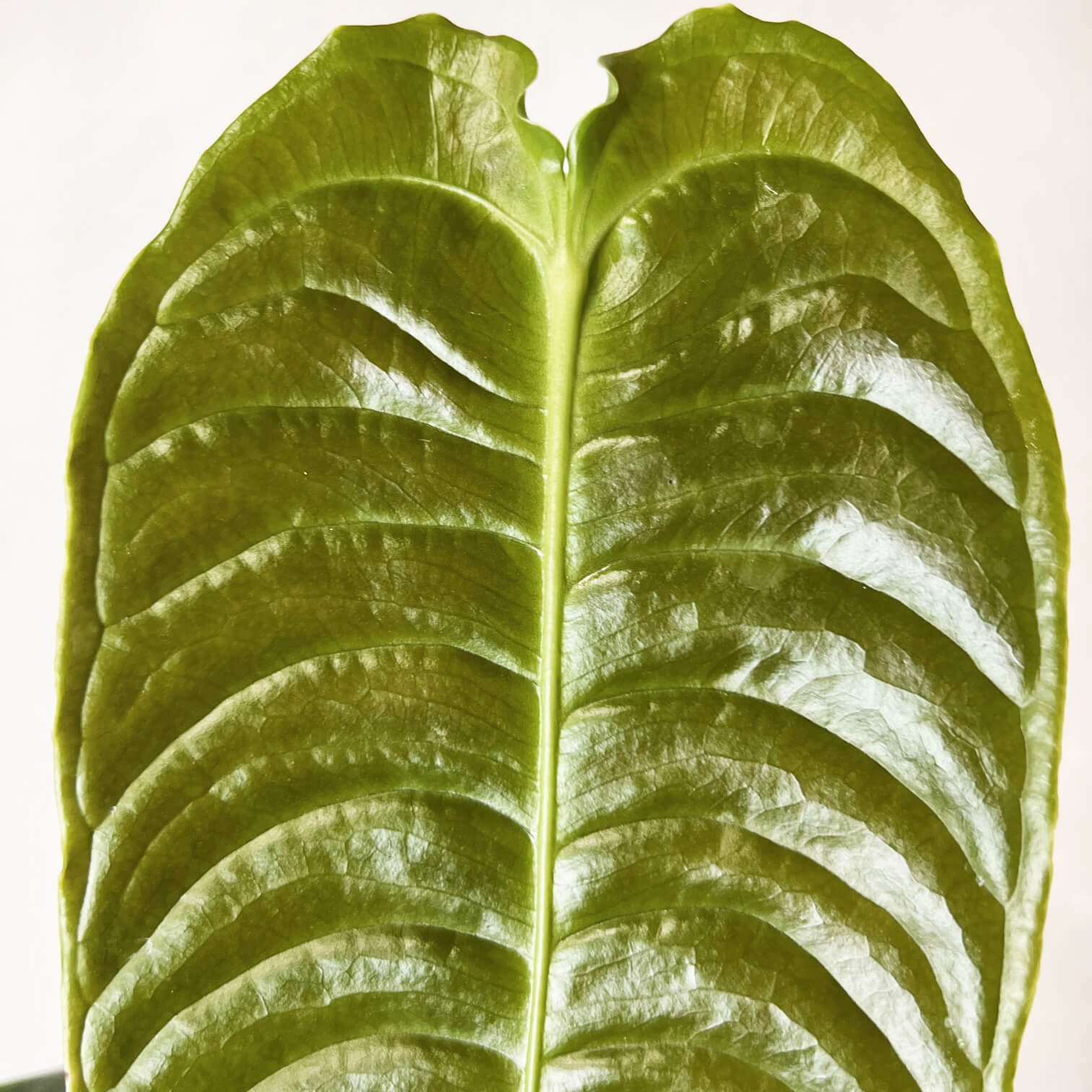 Anthurium Veitchii