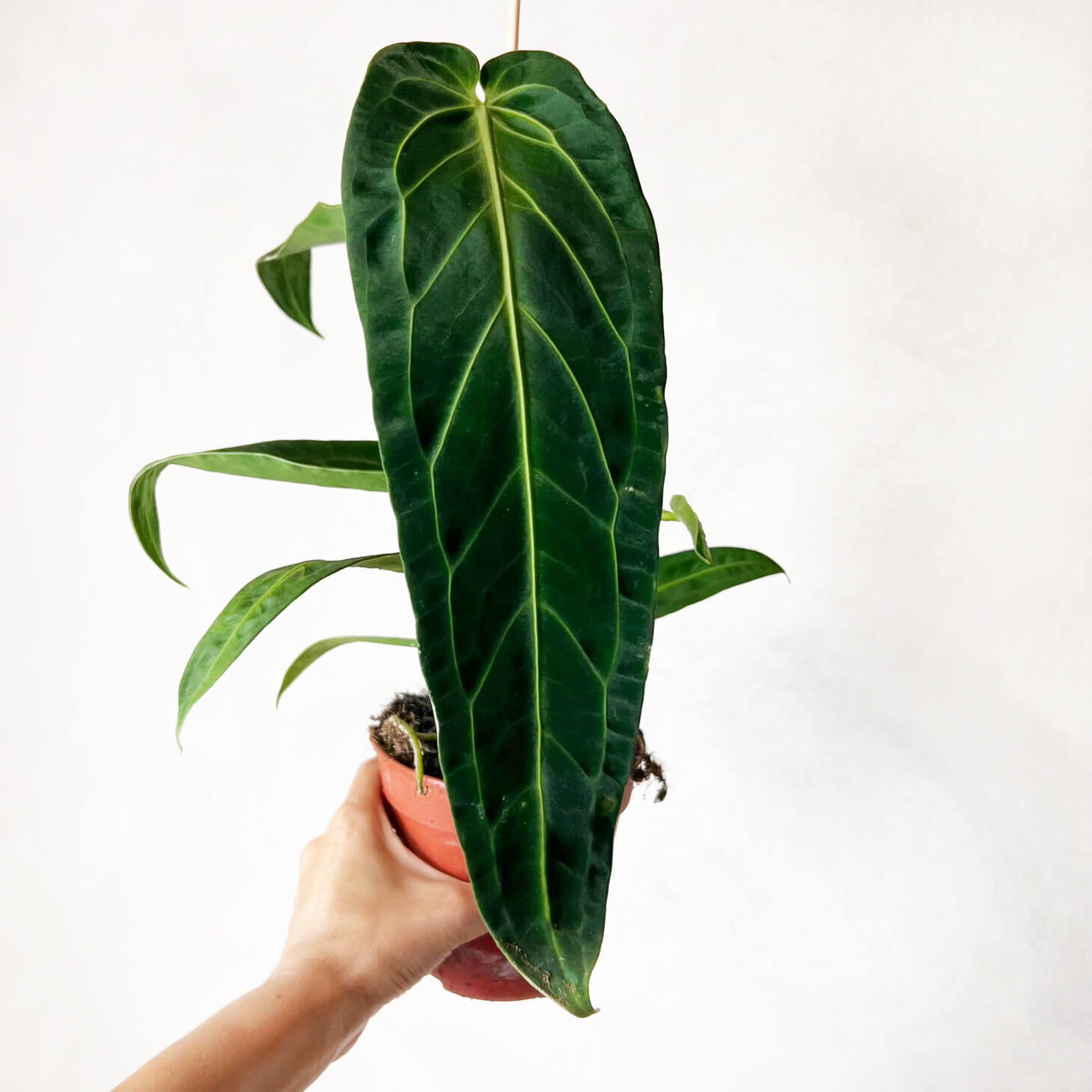 Anthurium Warocqueanum