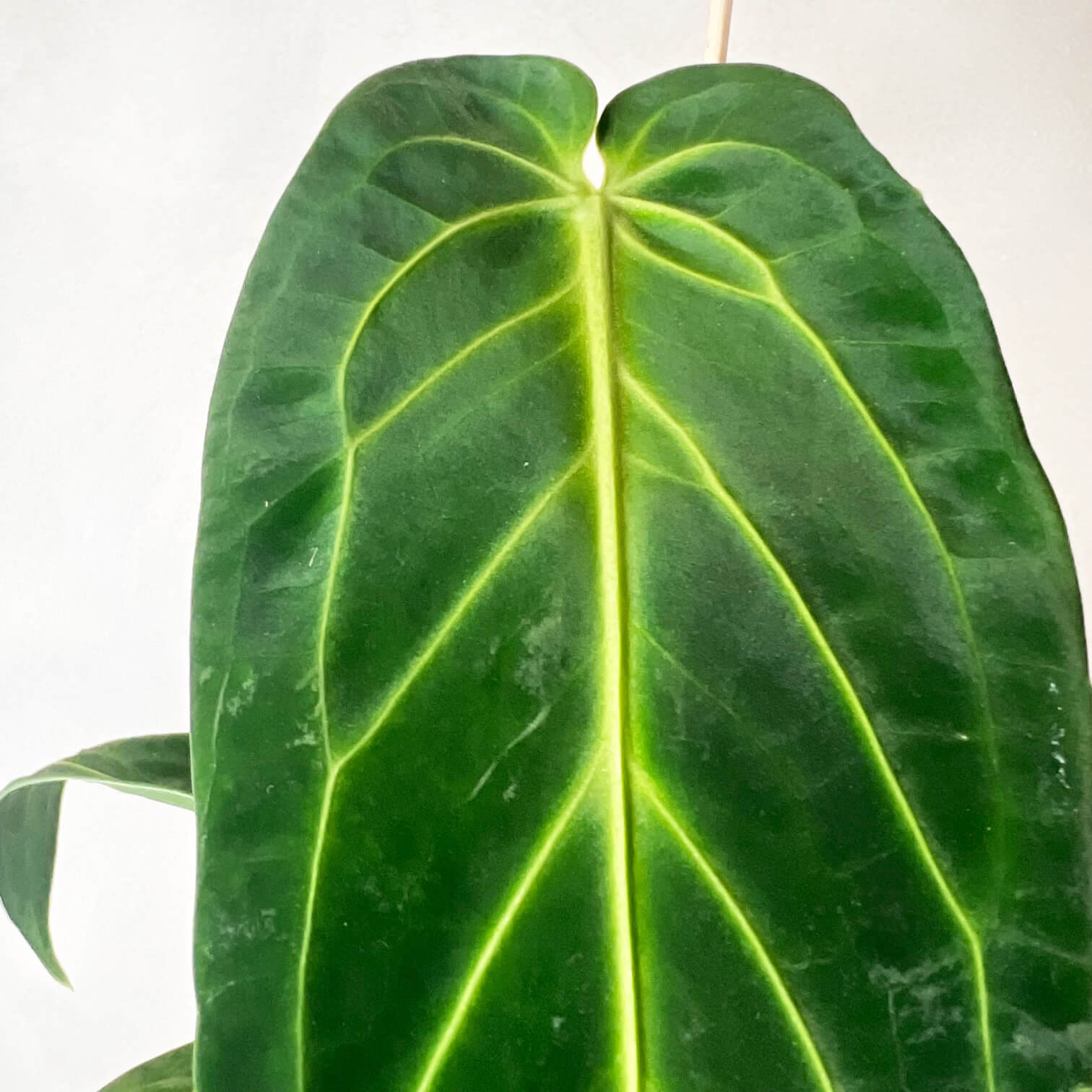Anthurium Warocqueanum