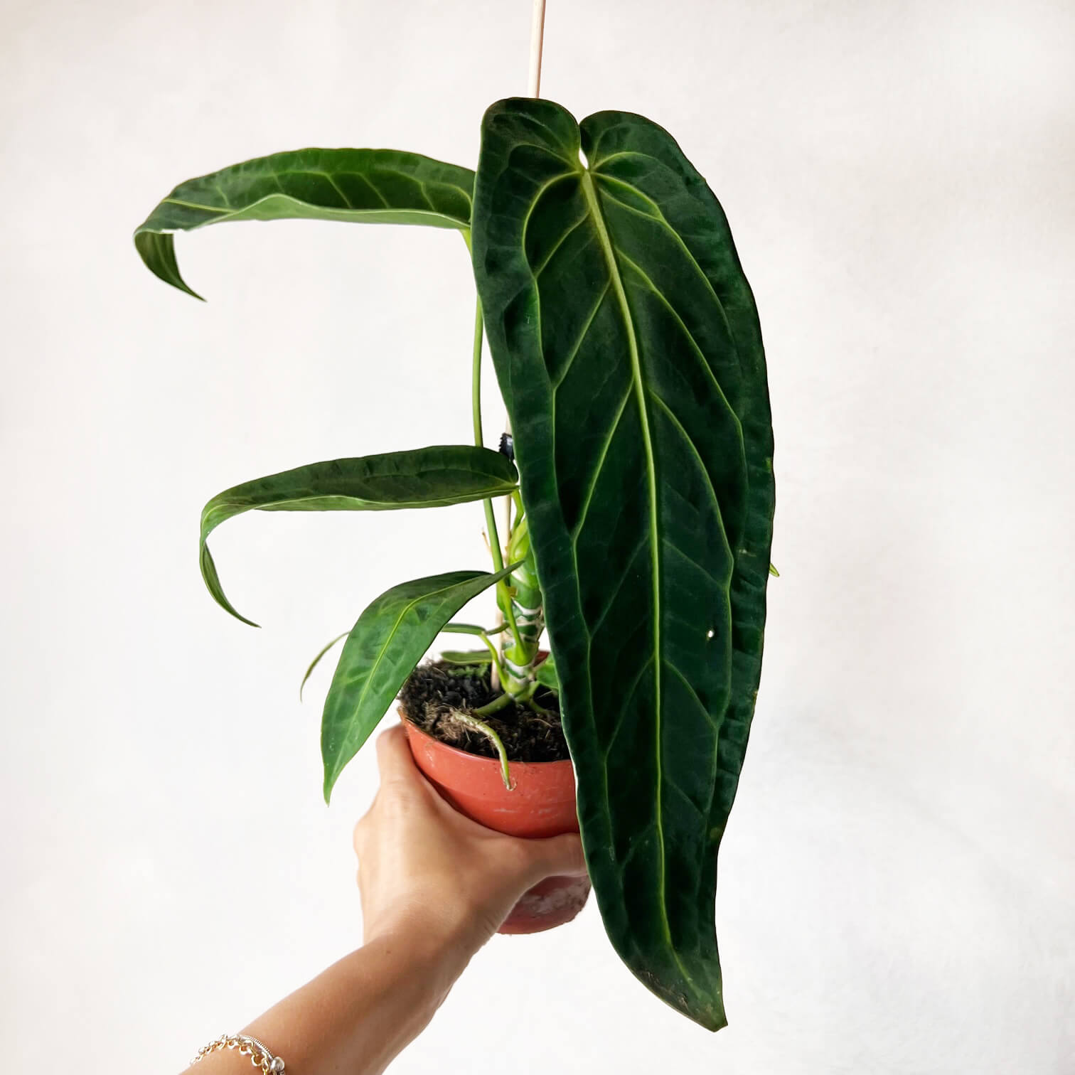 Anthurium Warocqueanum