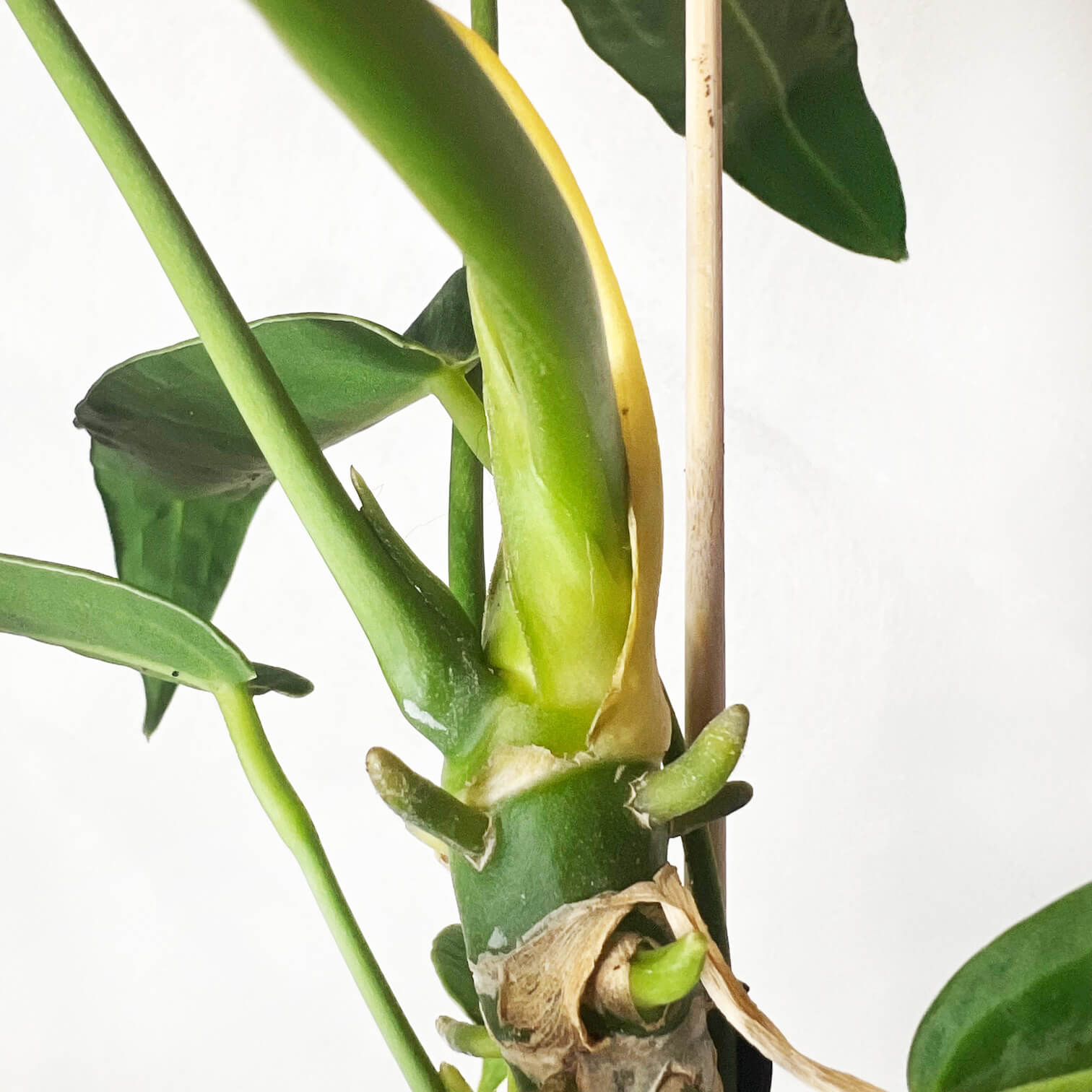 Anthurium Warocqueanum