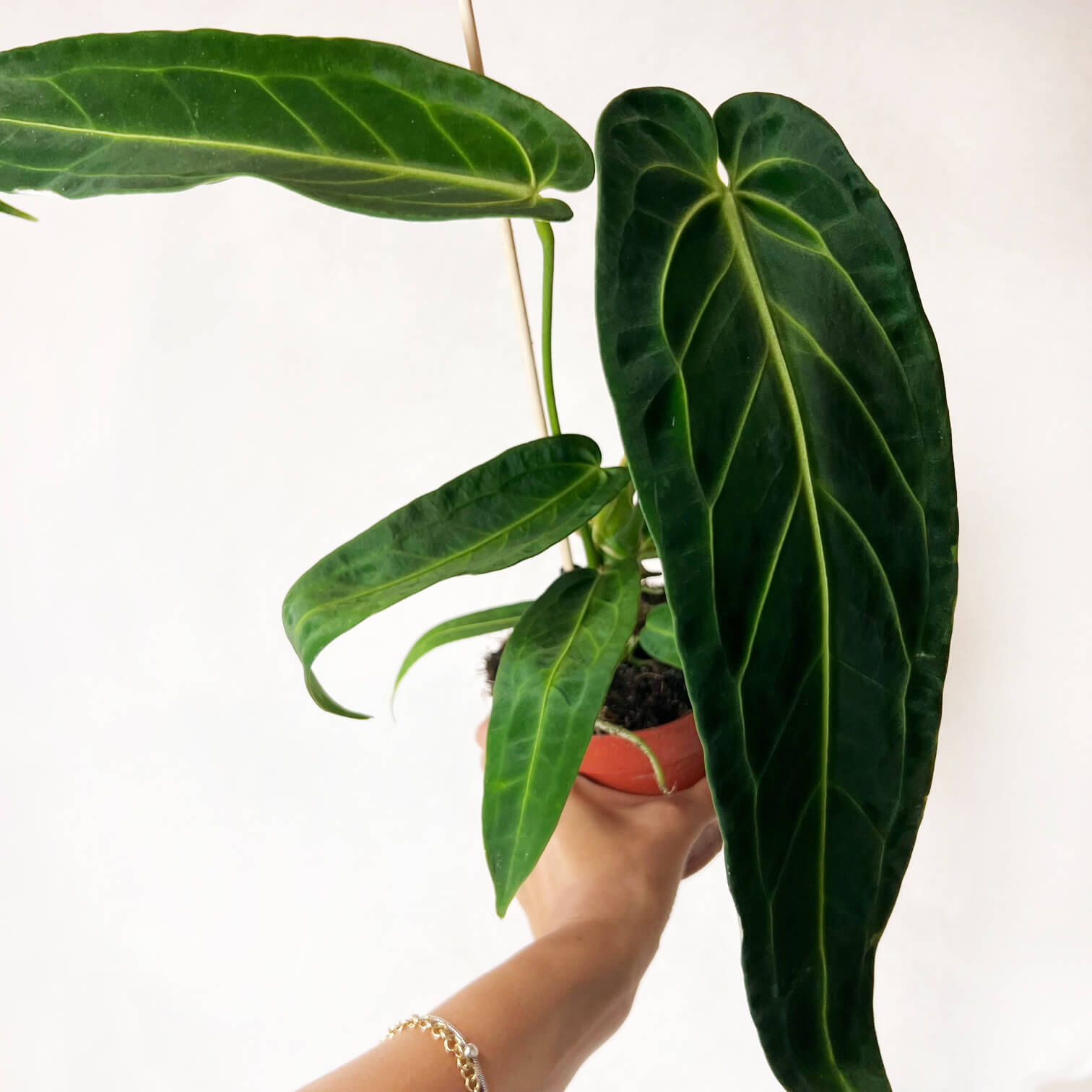 Anthurium Warocqueanum