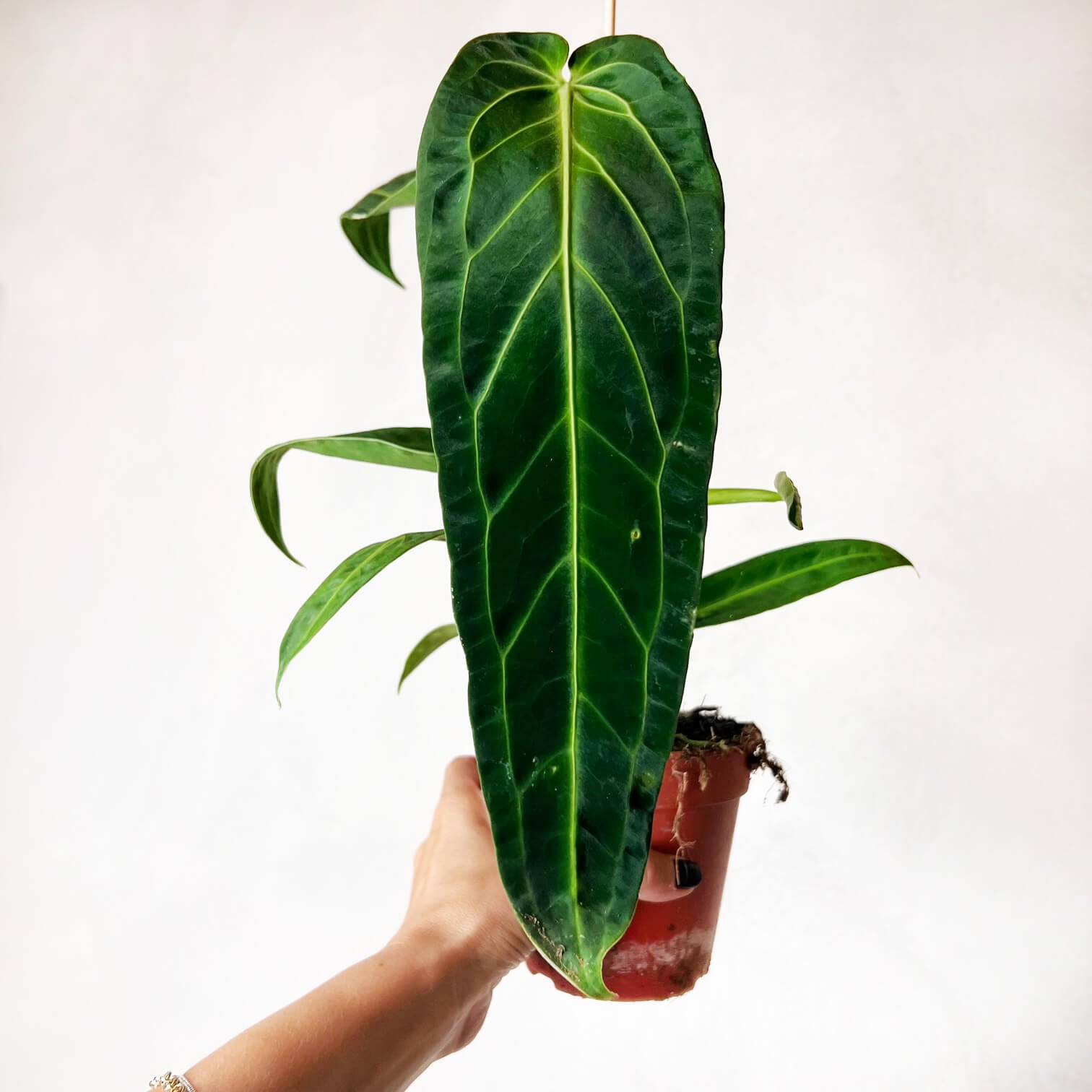 Anthurium Warocqueanum