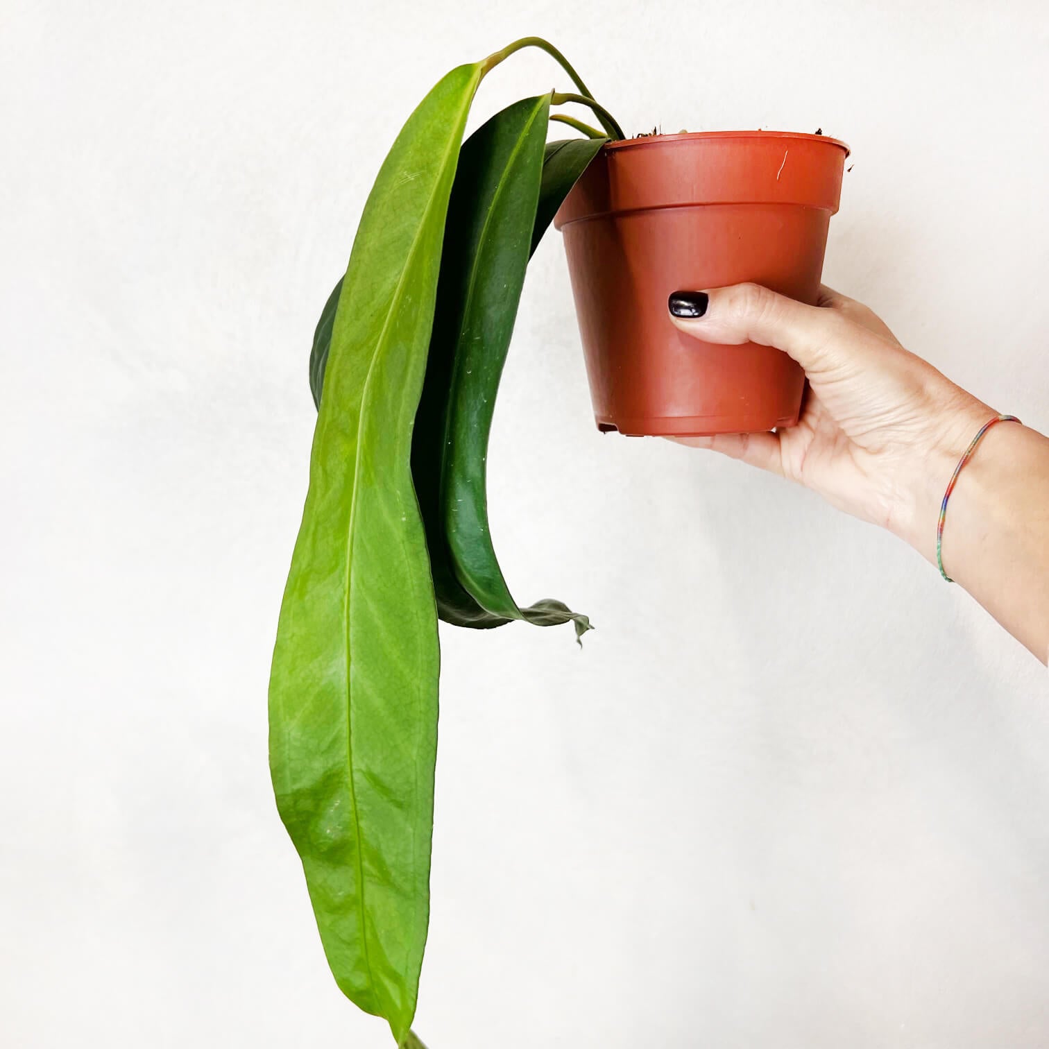Anthurium Wendlingeri