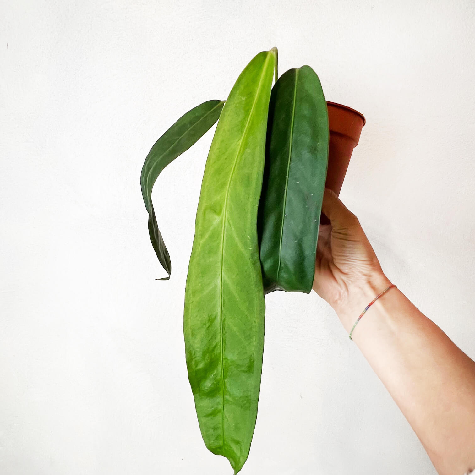 Anthurium Wendlingeri