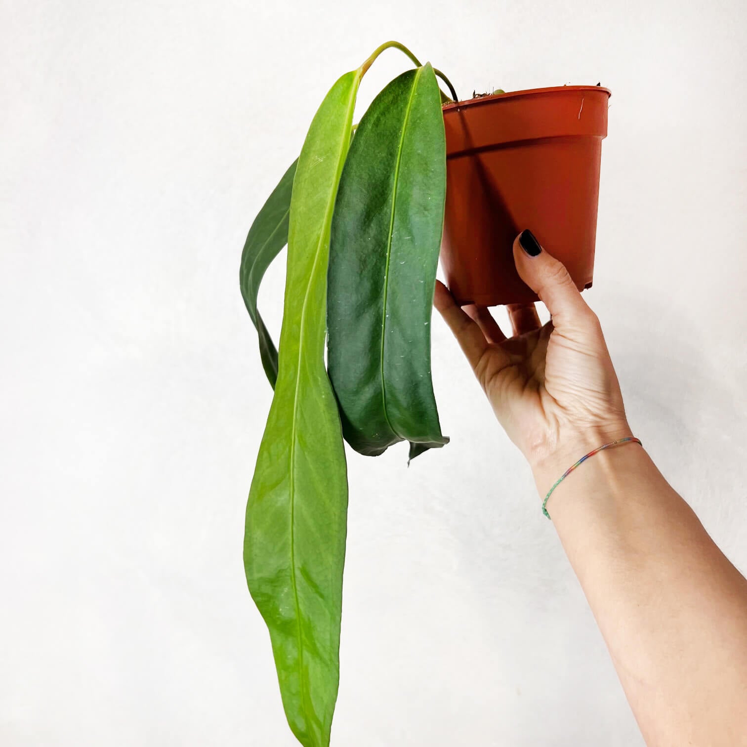 Anthurium Wendlingeri