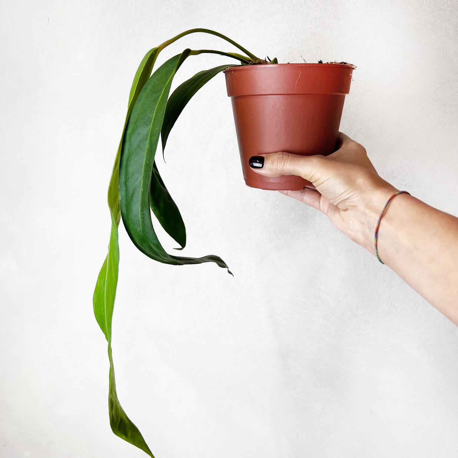 Anthurium Wendlingeri