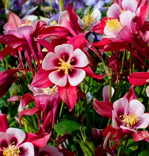 Aquilegia Red and White
