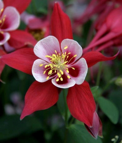 Aquilegia Red and White