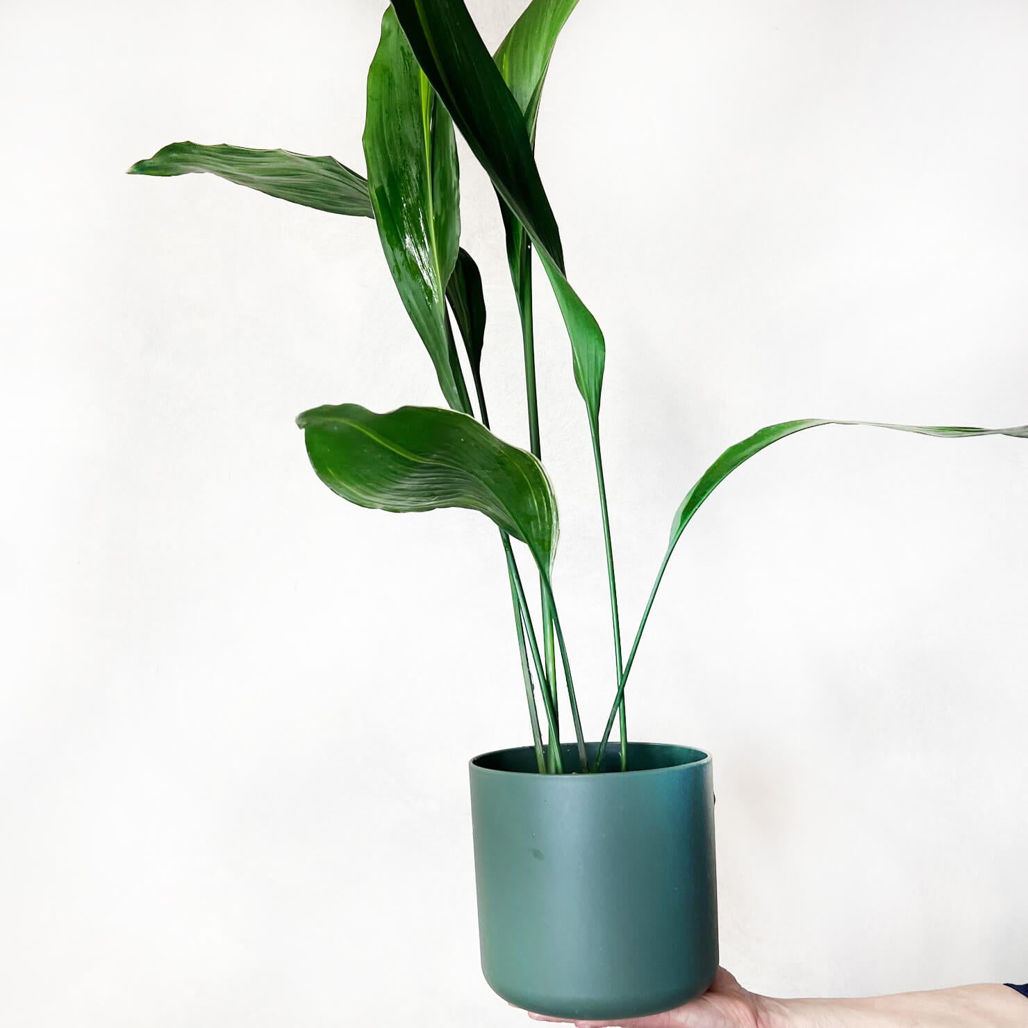 Aspidistra Akebono