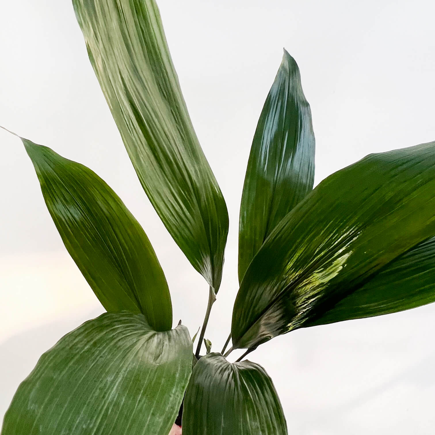 Aspidistra Elatior