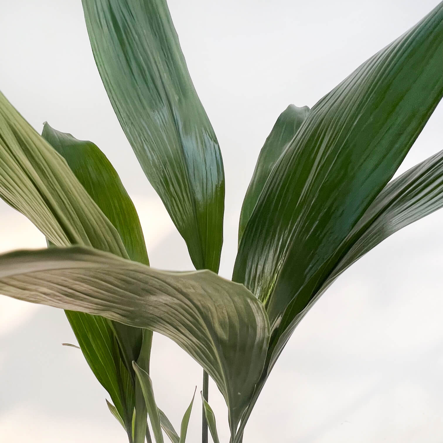 Aspidistra Elatior