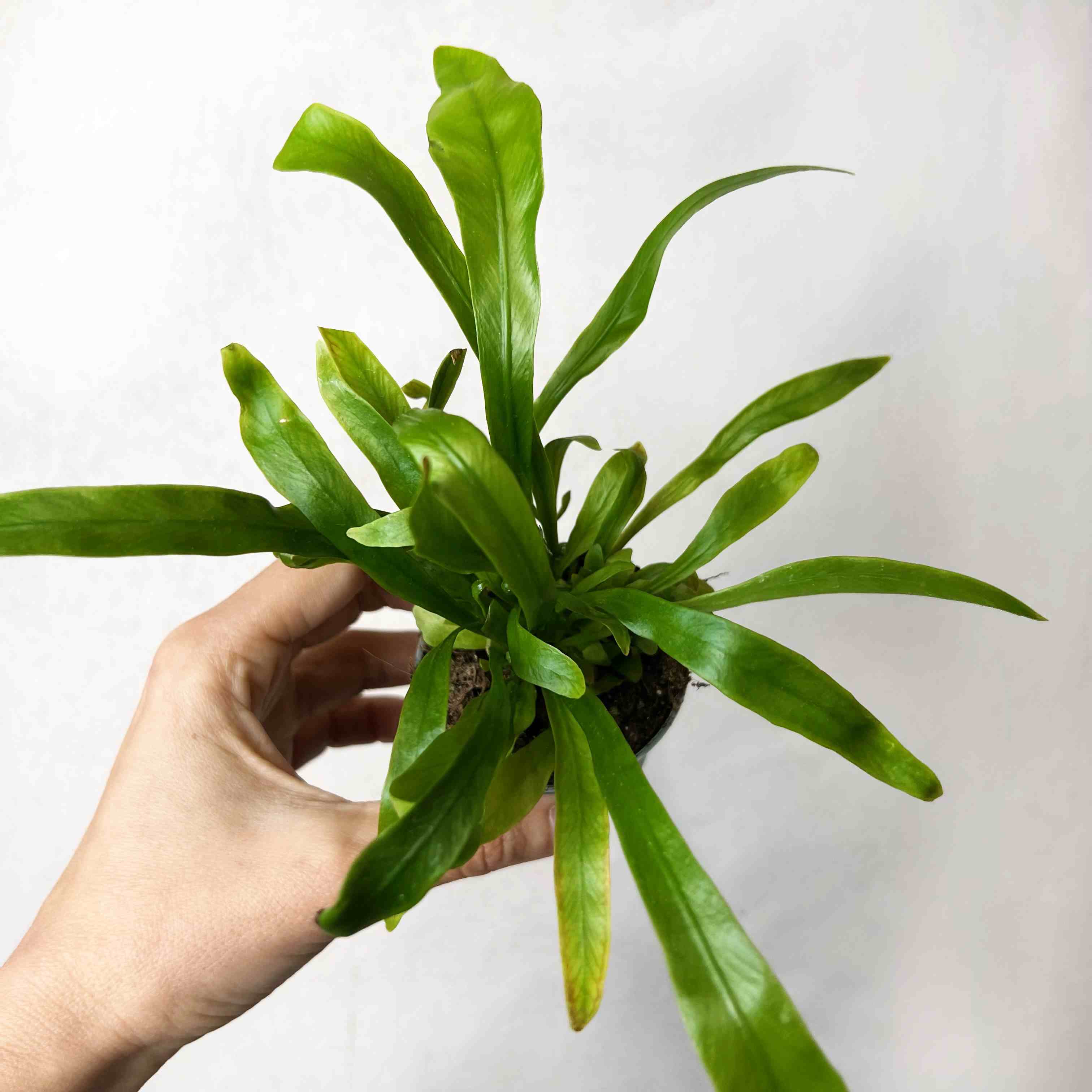 Asplenium antiquum