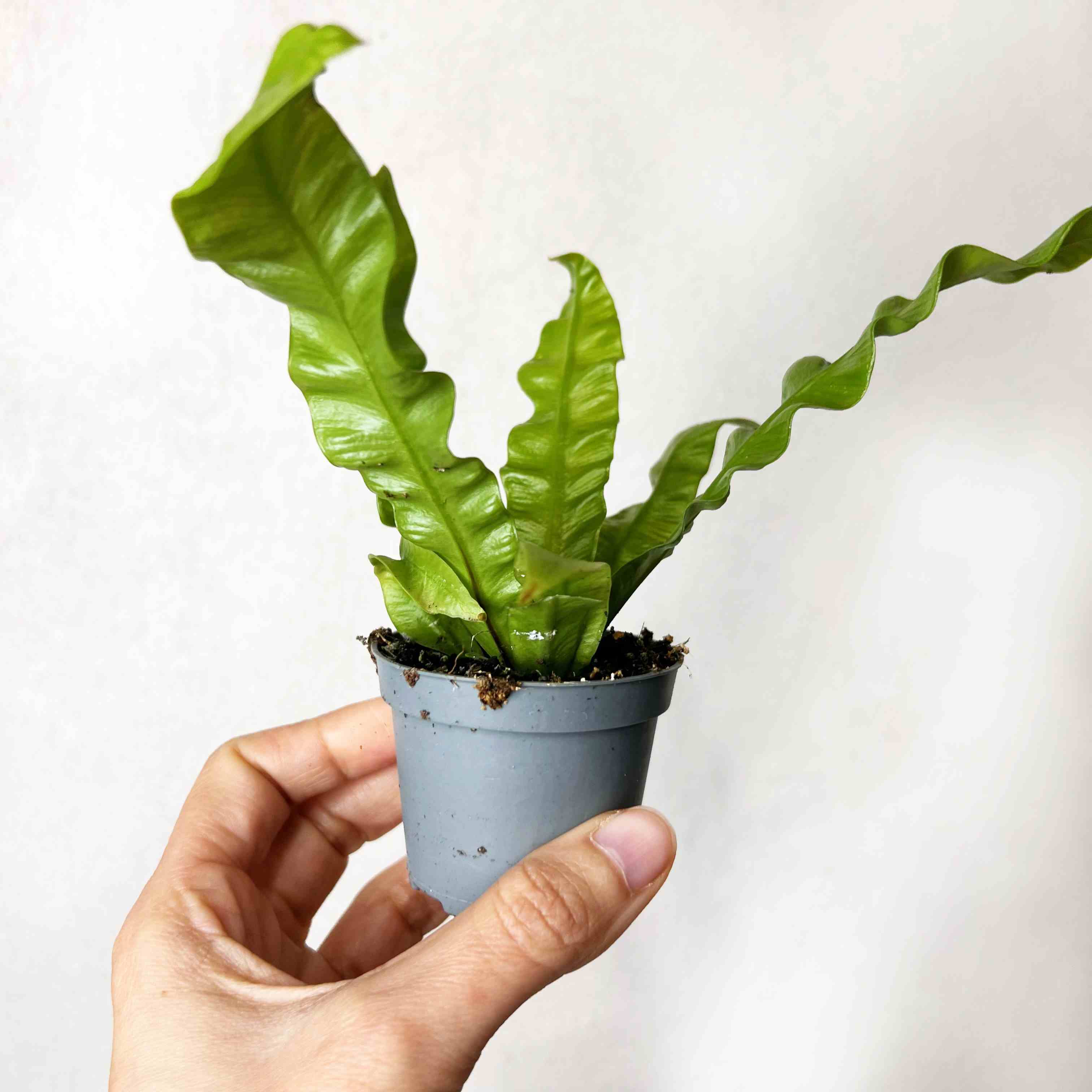 Asplenium Crispy Wave