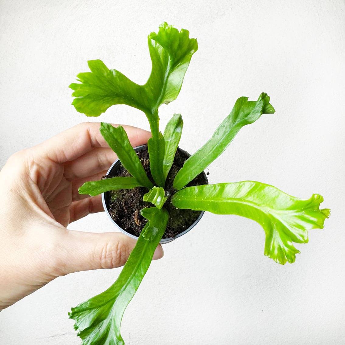 Asplenium Antiquum Leslie