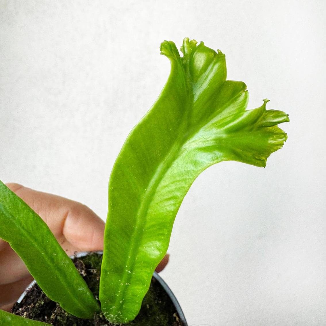 Asplenium Antiquum Leslie