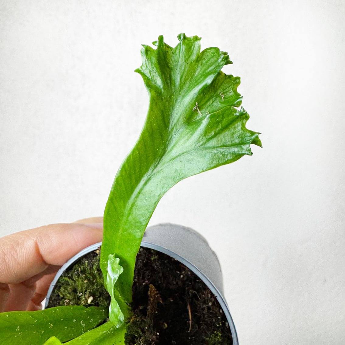 Asplenium Antiquum Leslie