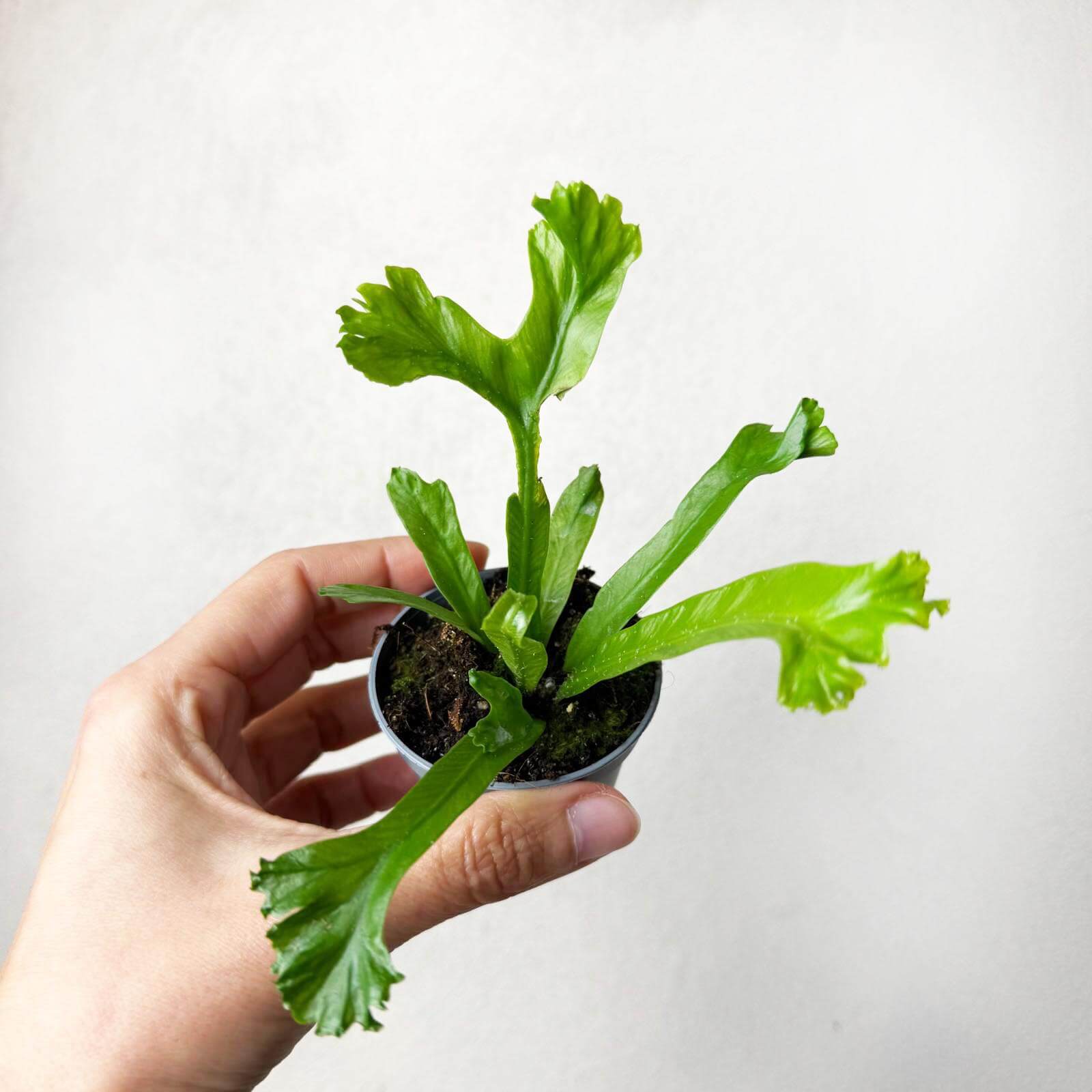 Asplenium Antiquum Leslie