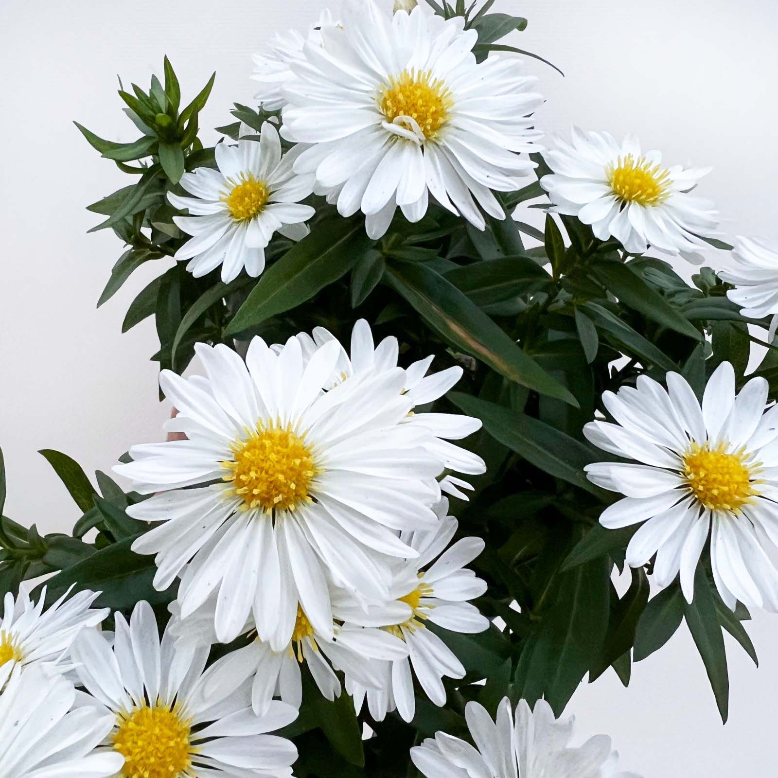 Aster novi-belgii Starletta (Settembrino) /bianco
