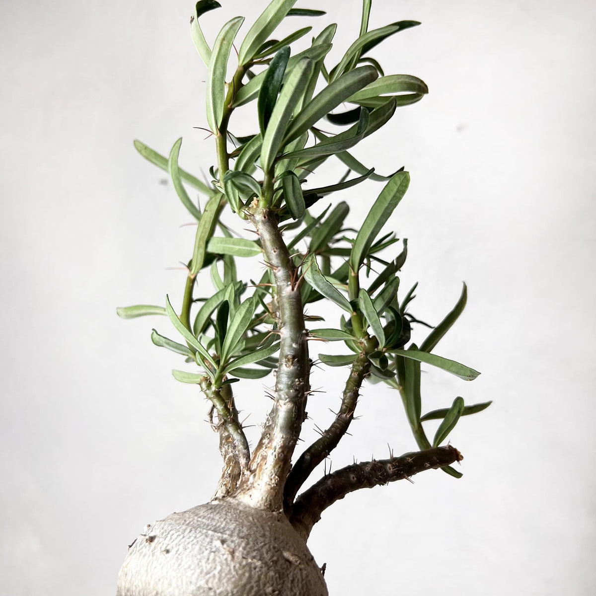 Pachypodium bispinosum
