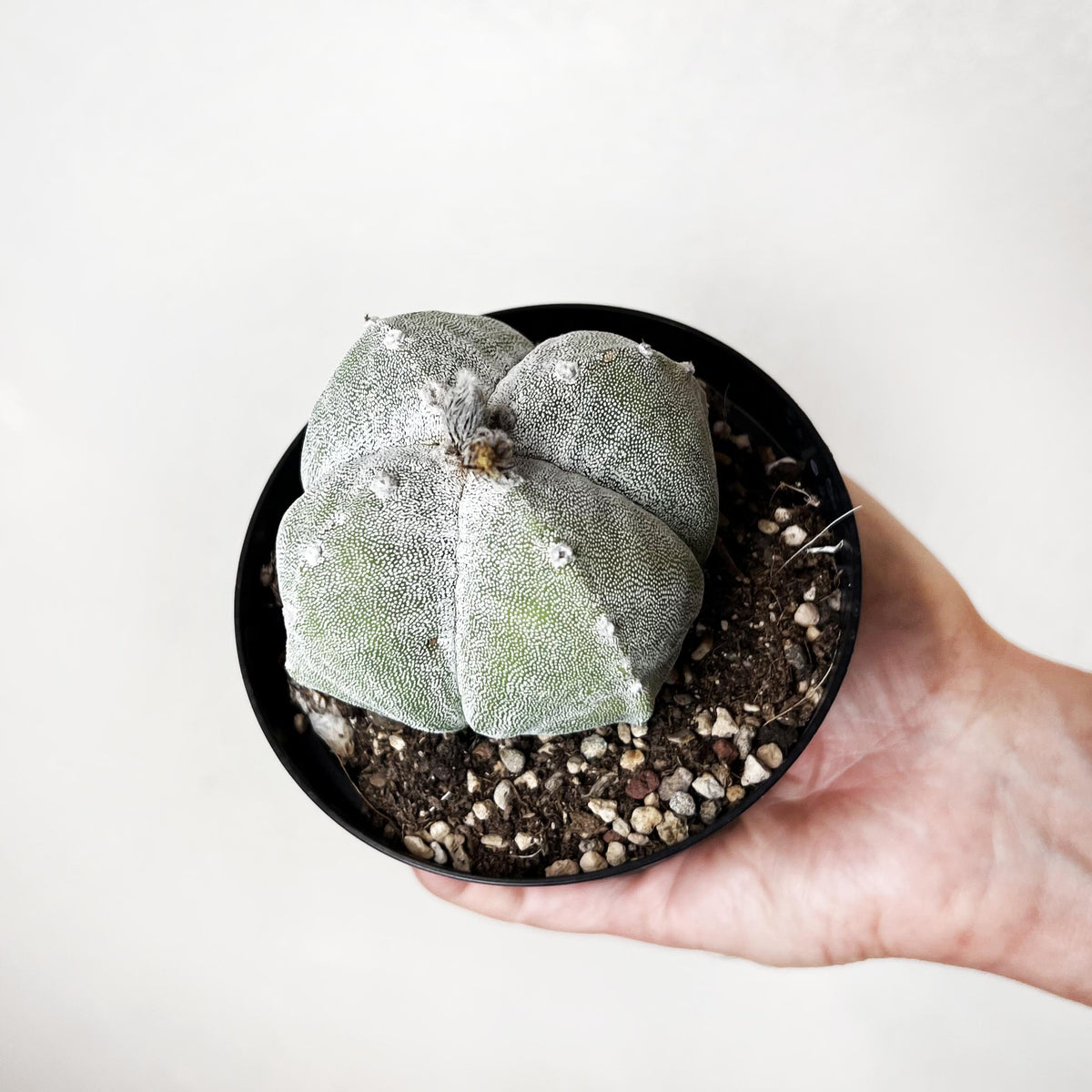 Astrophytum Myriostigma