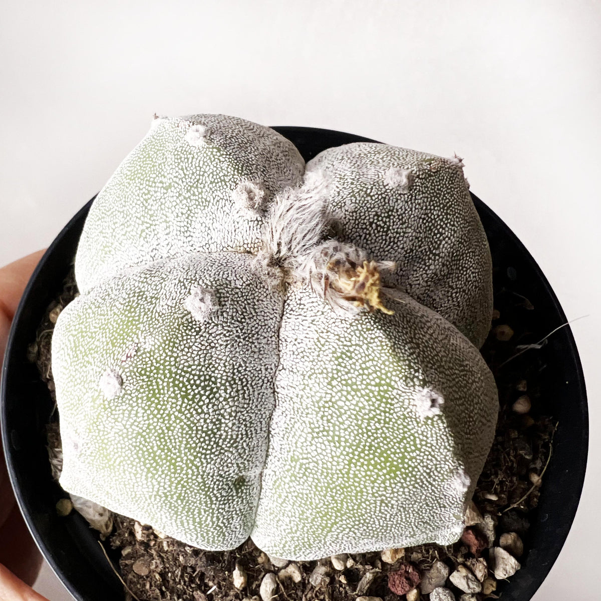Astrophytum Myriostigma