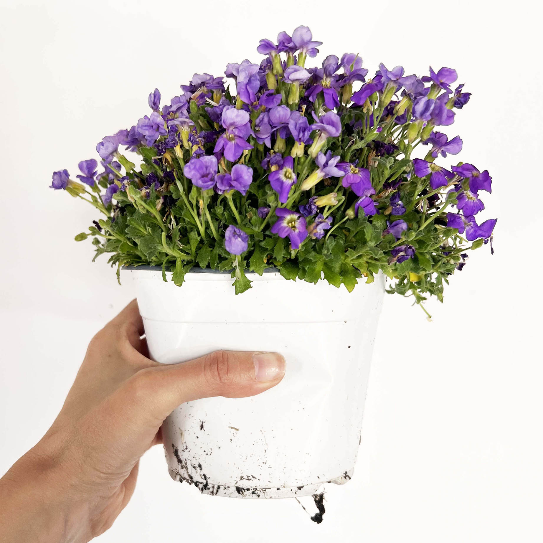 Aubretia