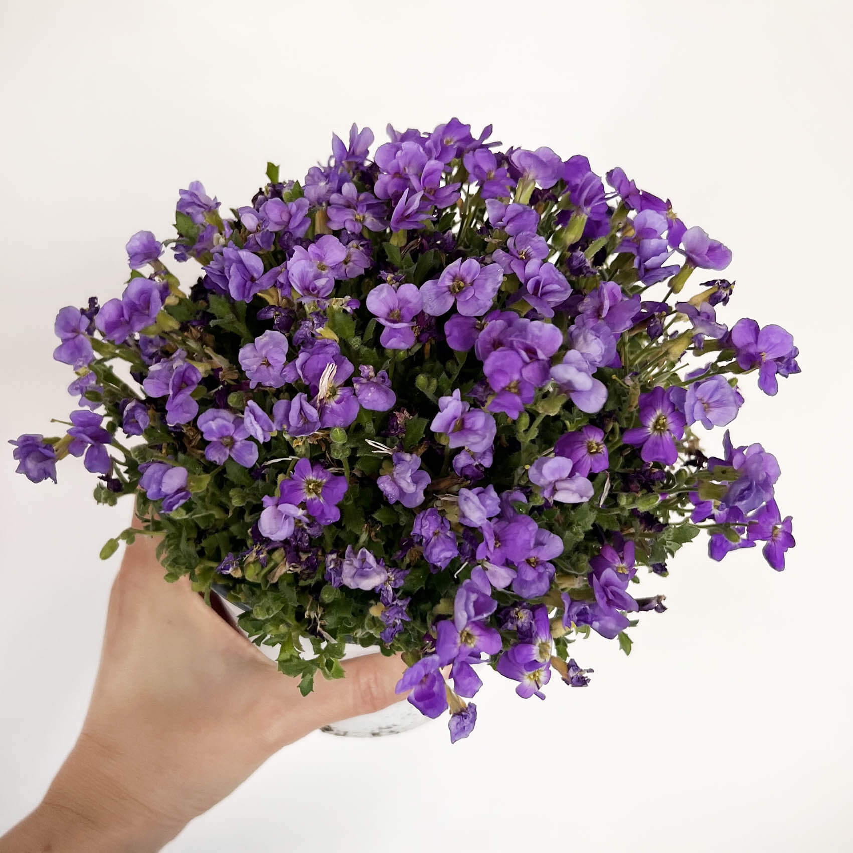 Aubretia