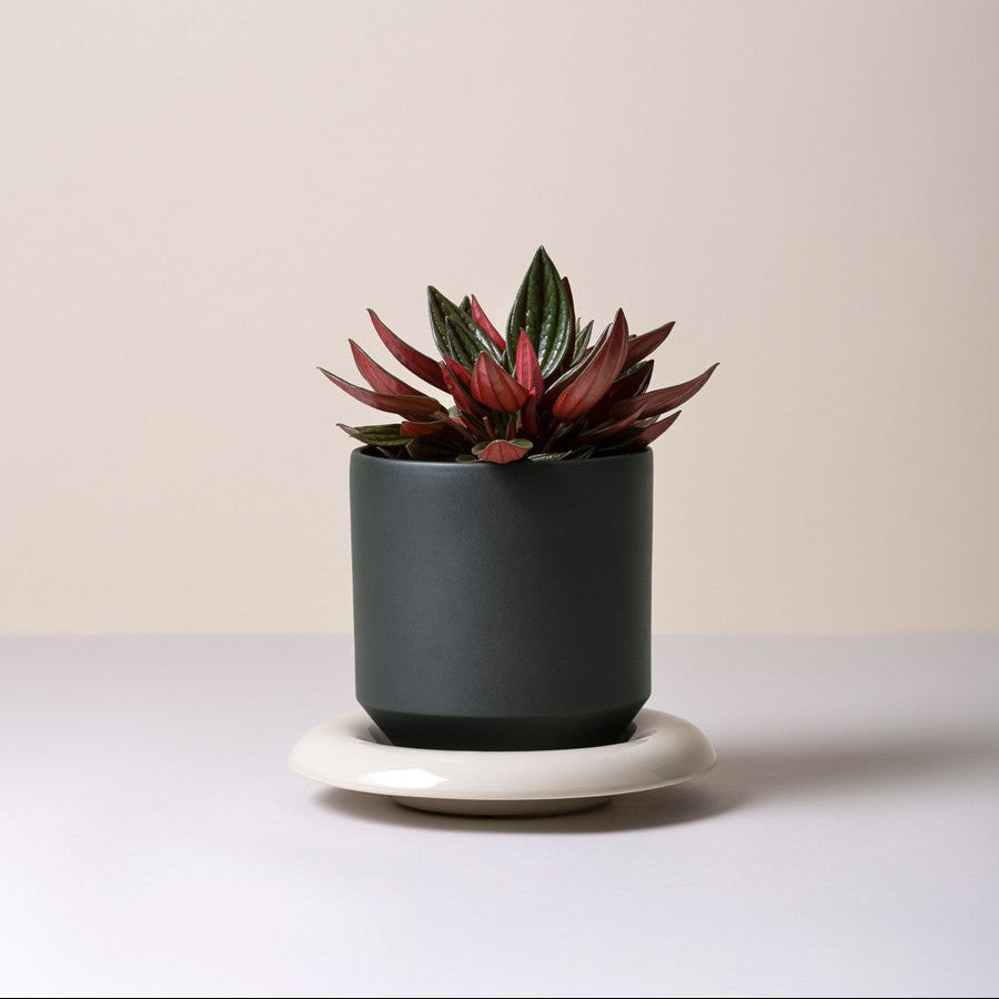 Vaso LILY /forest night